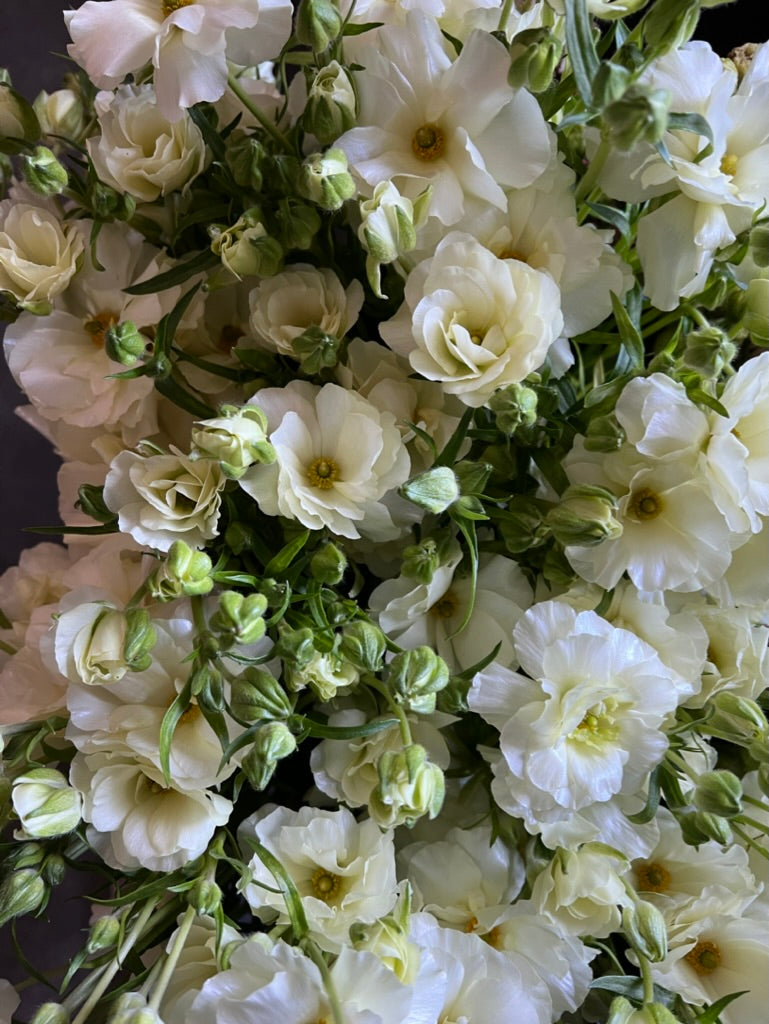 Ranunculus Butterfly Keramos Pack of 5