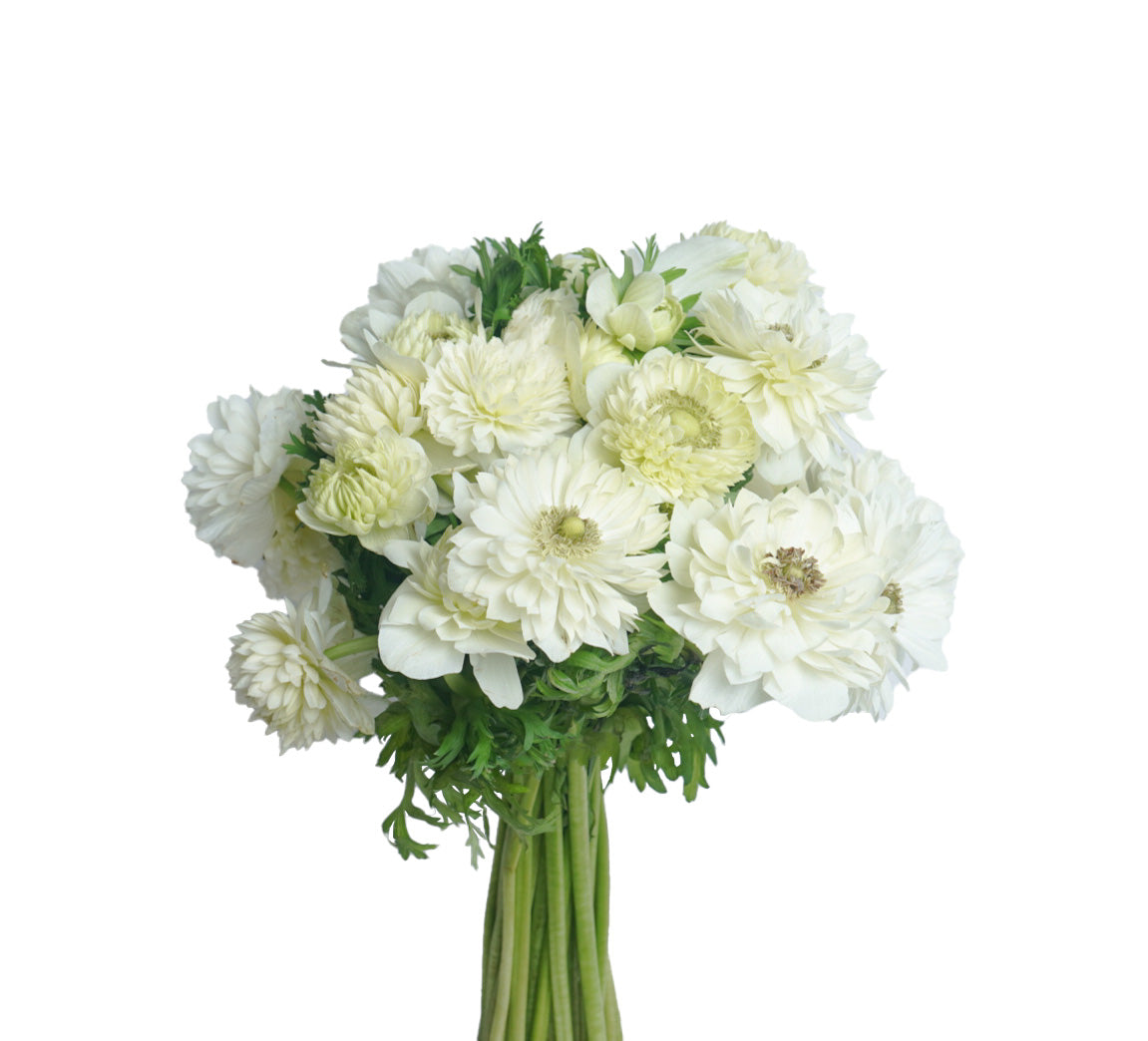 Anemone Fullstar Albino Pack of 20