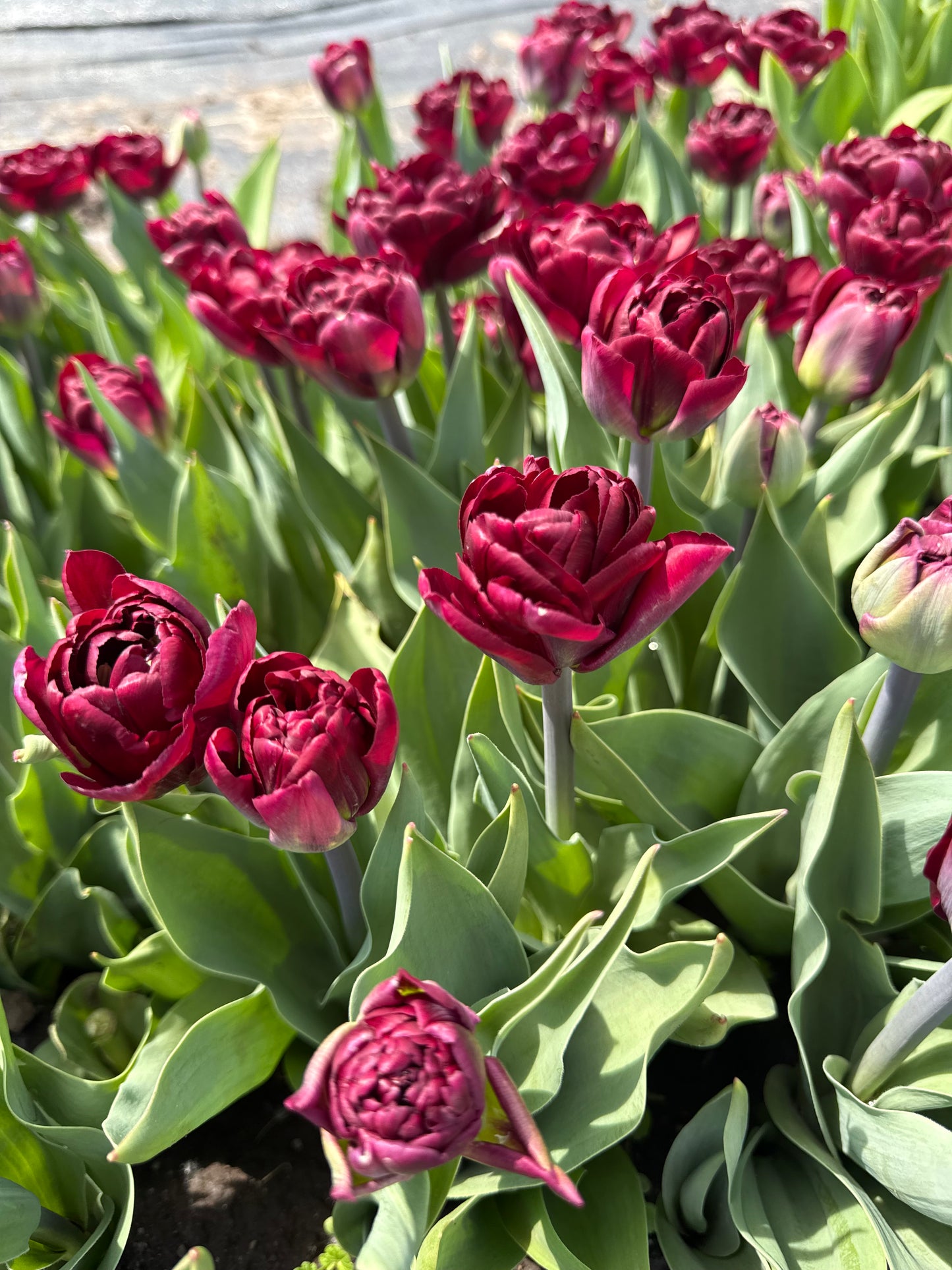 Tulip Alison Bradley - Pack of 20