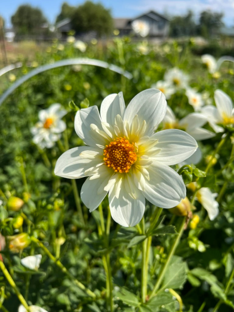 dahlia, dahlia tubers, alpen cherub