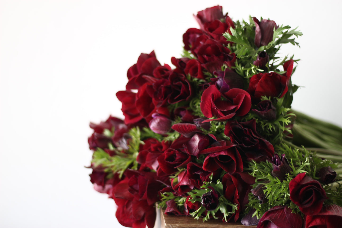 Bordeaux, fall bulbs, anemone