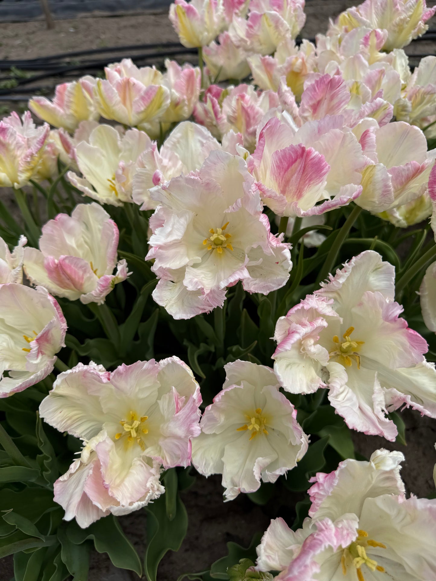 Tulip Cabanna - Pack of 20