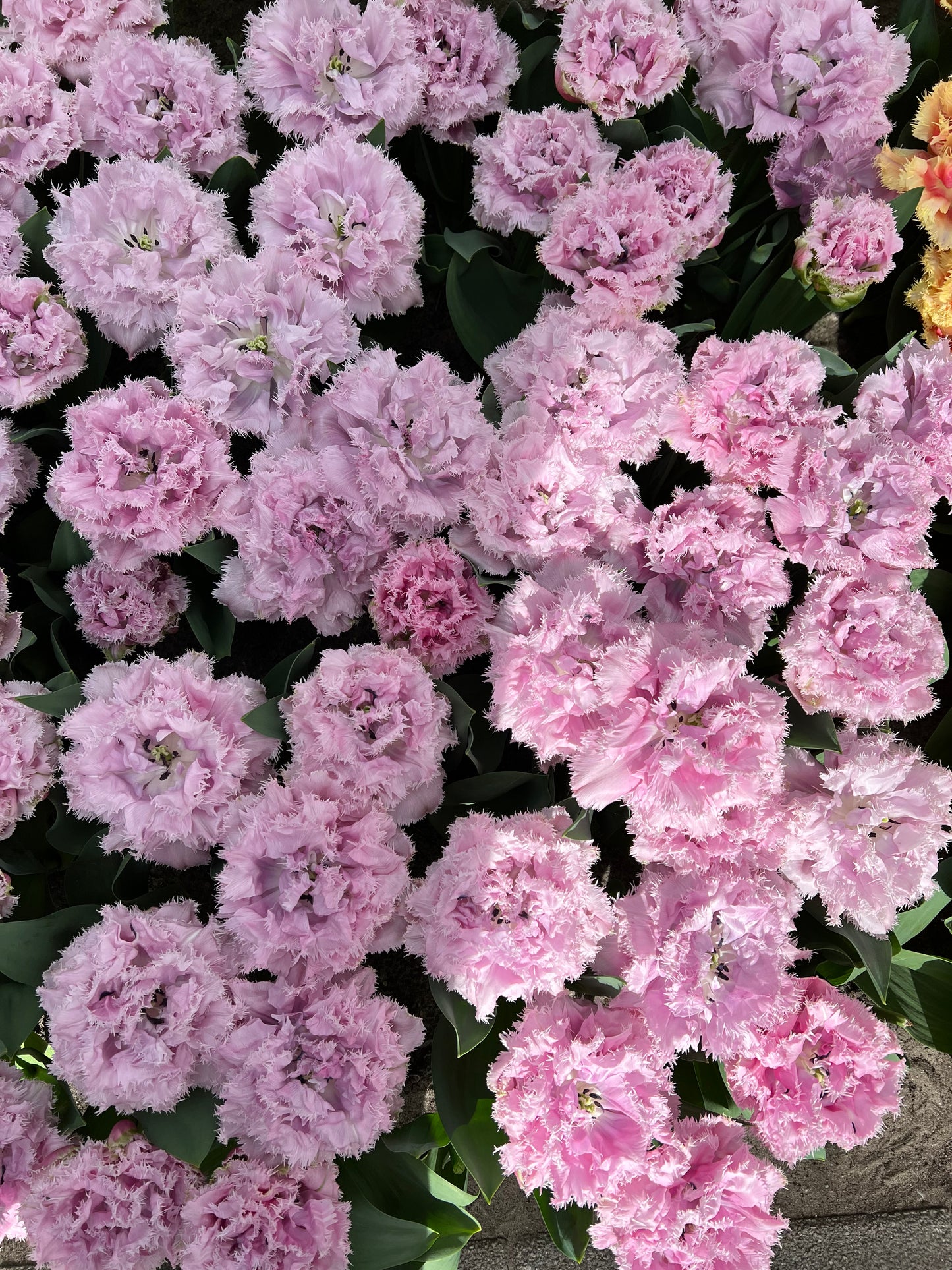 Tulip Cairns - Pack of 20