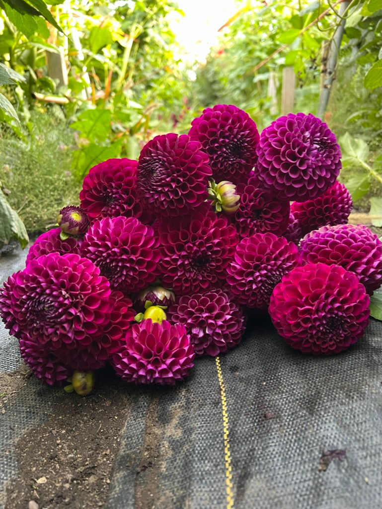 Dahlia Chimacum Zyair