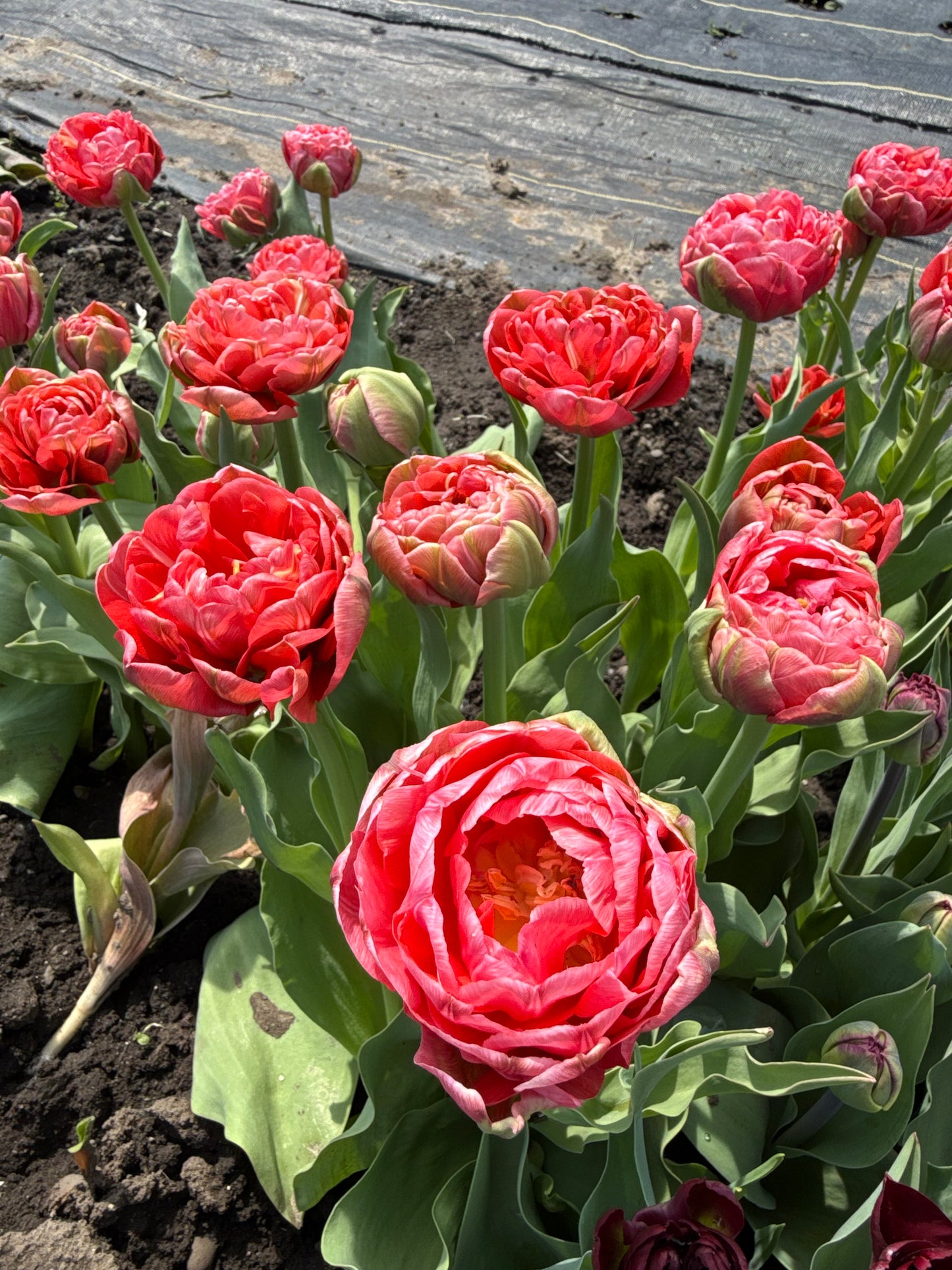 Tulip Etched Salmon - Pack of 20