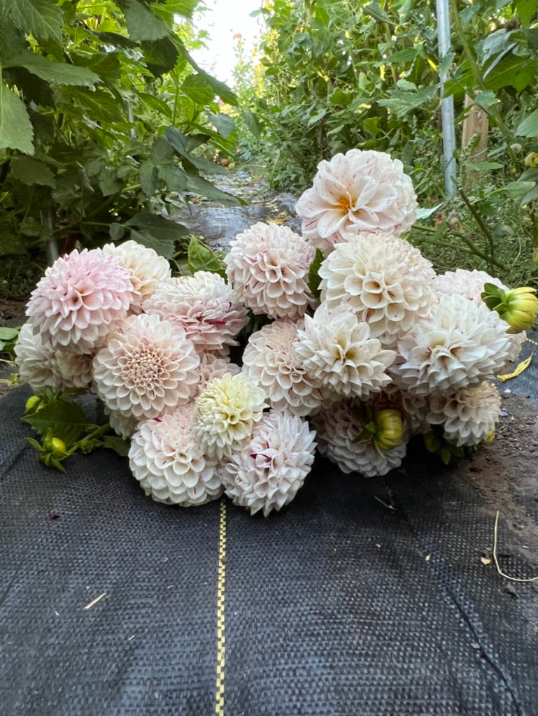 dahlias, dahlia tubers, felida freckles