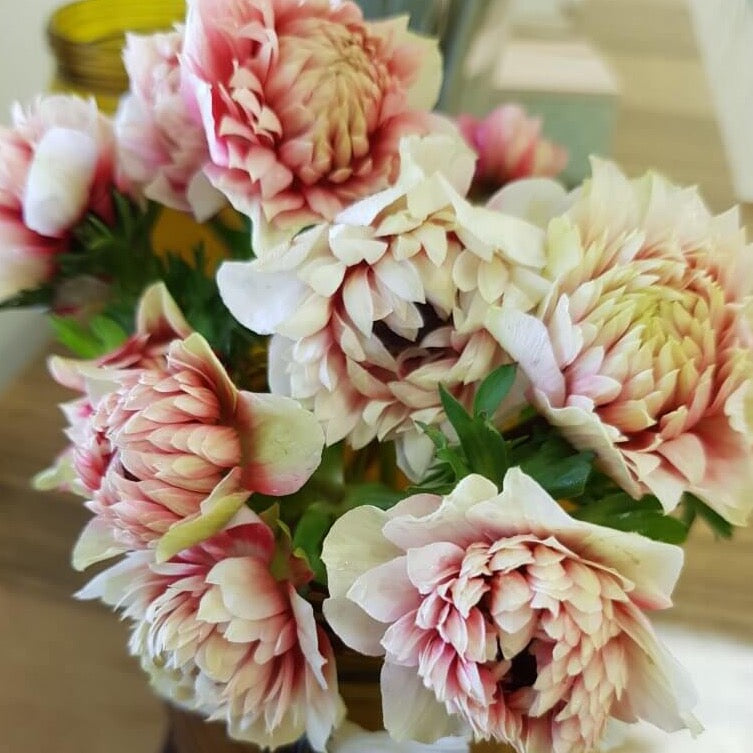 anemone full star, anemone, fall bulbs