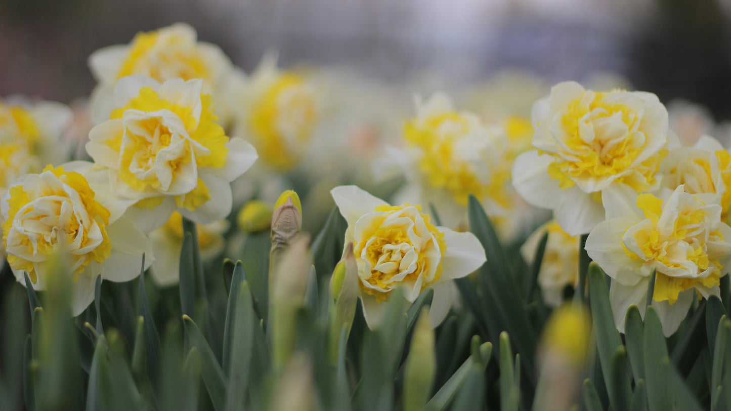 Narcissus Lingerie - Pack of 20