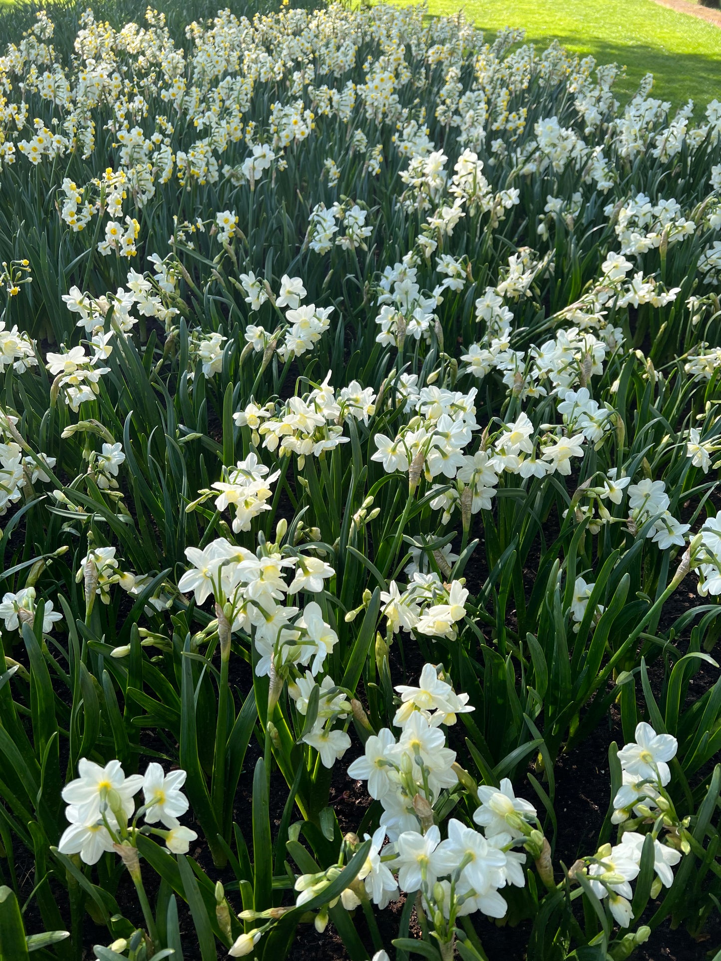 Narcissus Silver Chimes - Pack of 20