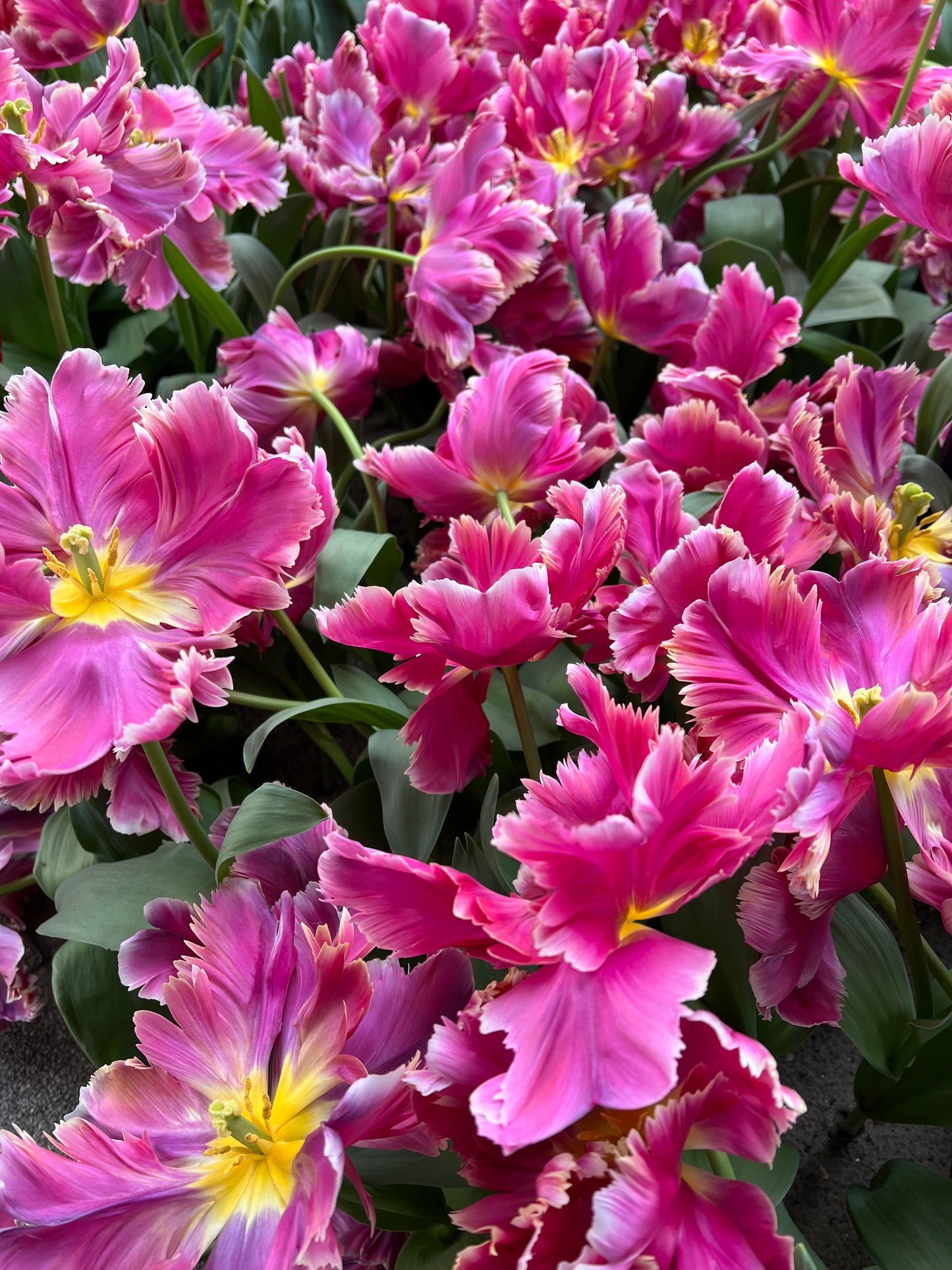 Tulip Cracker Parrot - Pack of 20