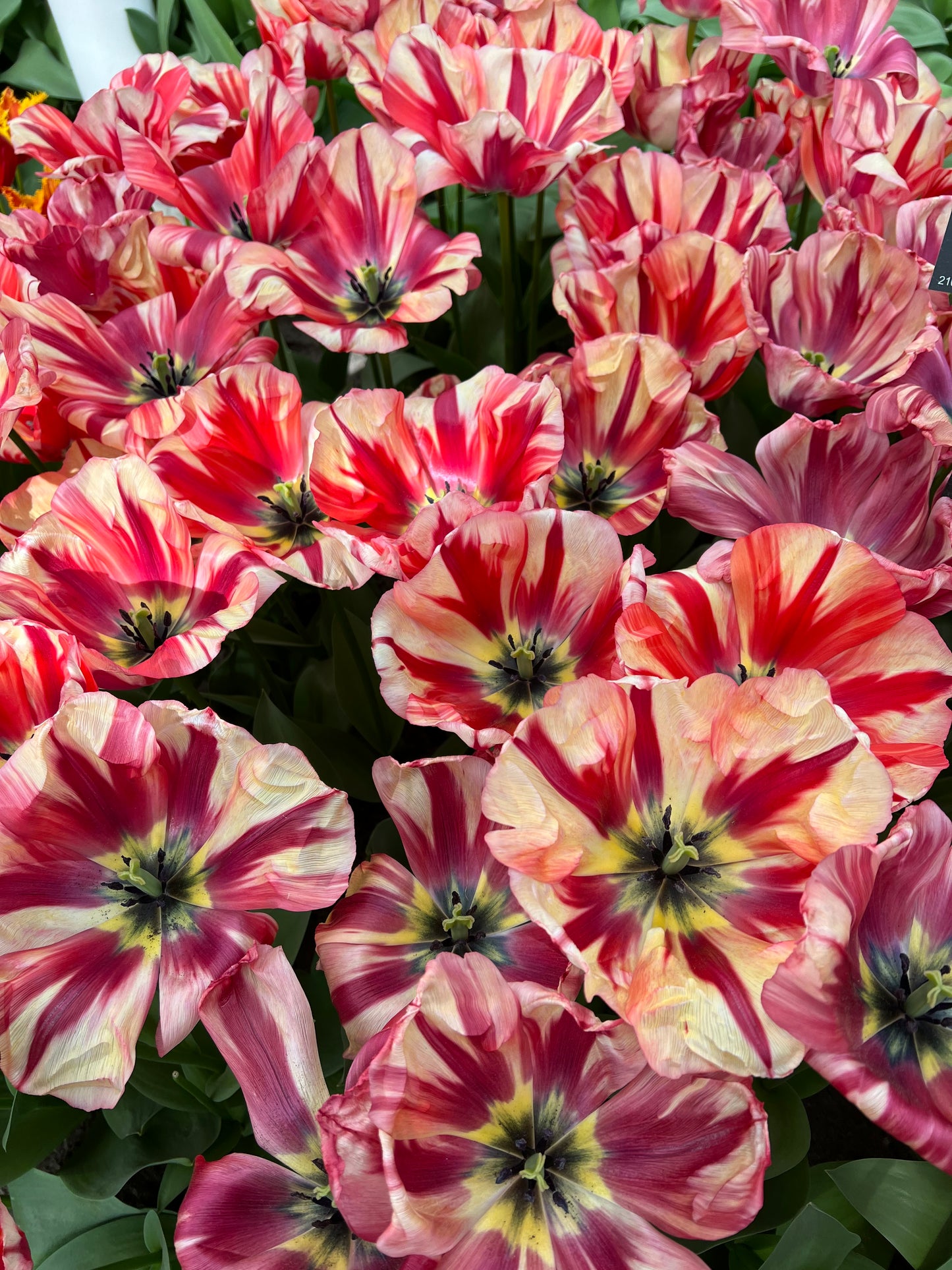 Tulip Spryng Break Pack of 20
