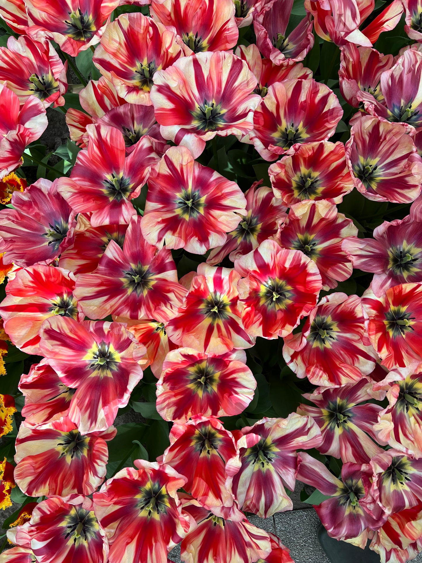 Tulip Spryng Break Pack of 20