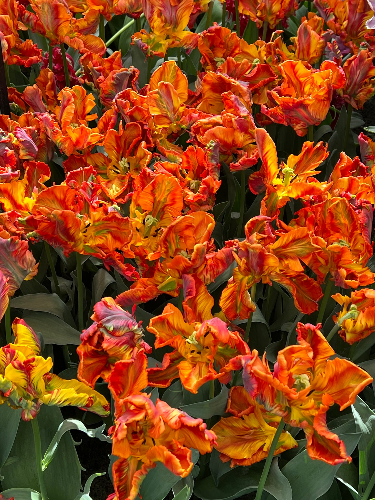 Tulip Rasta Parrot Pack of 20