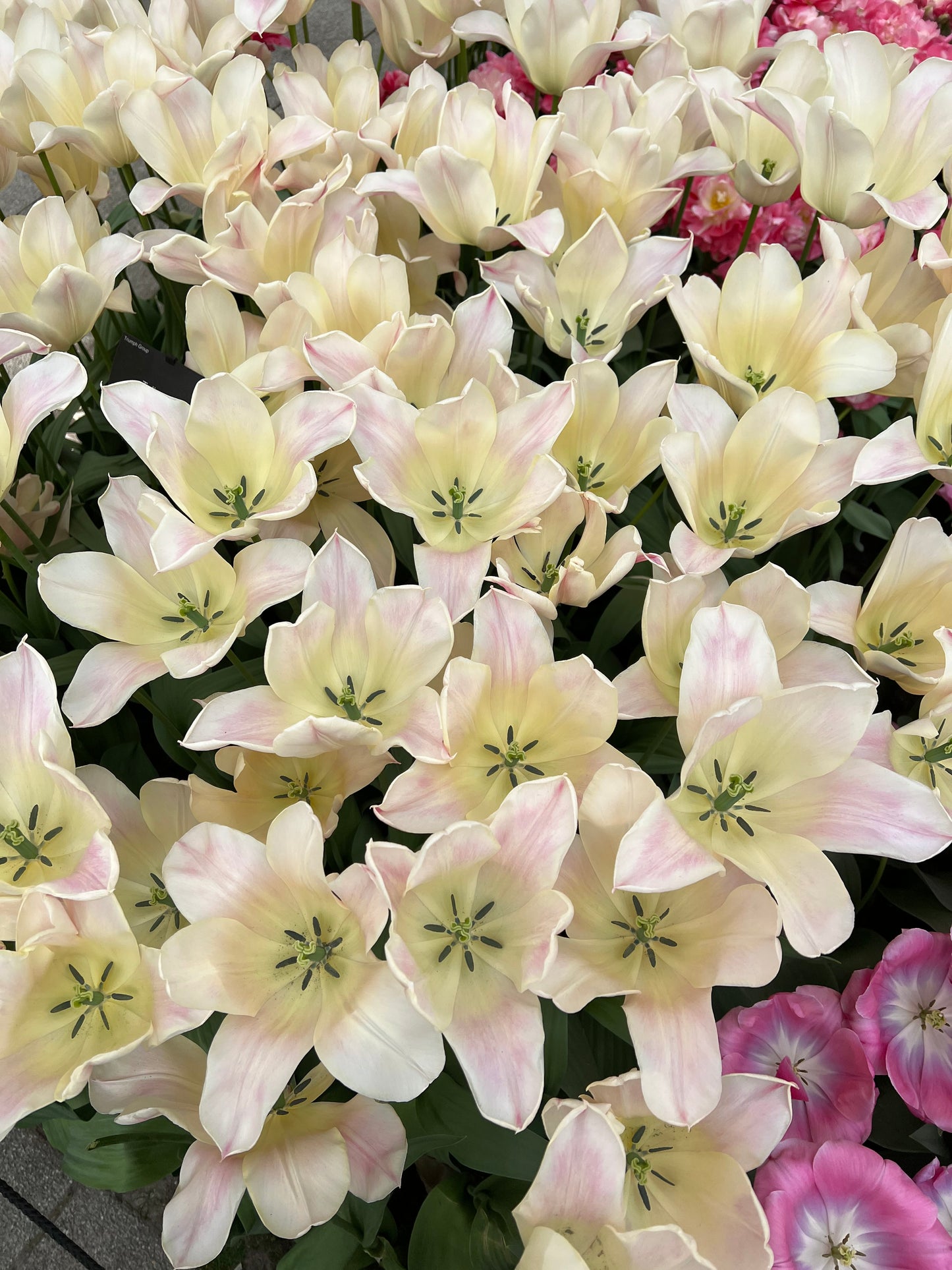 Tulip Sanne Pack of 20