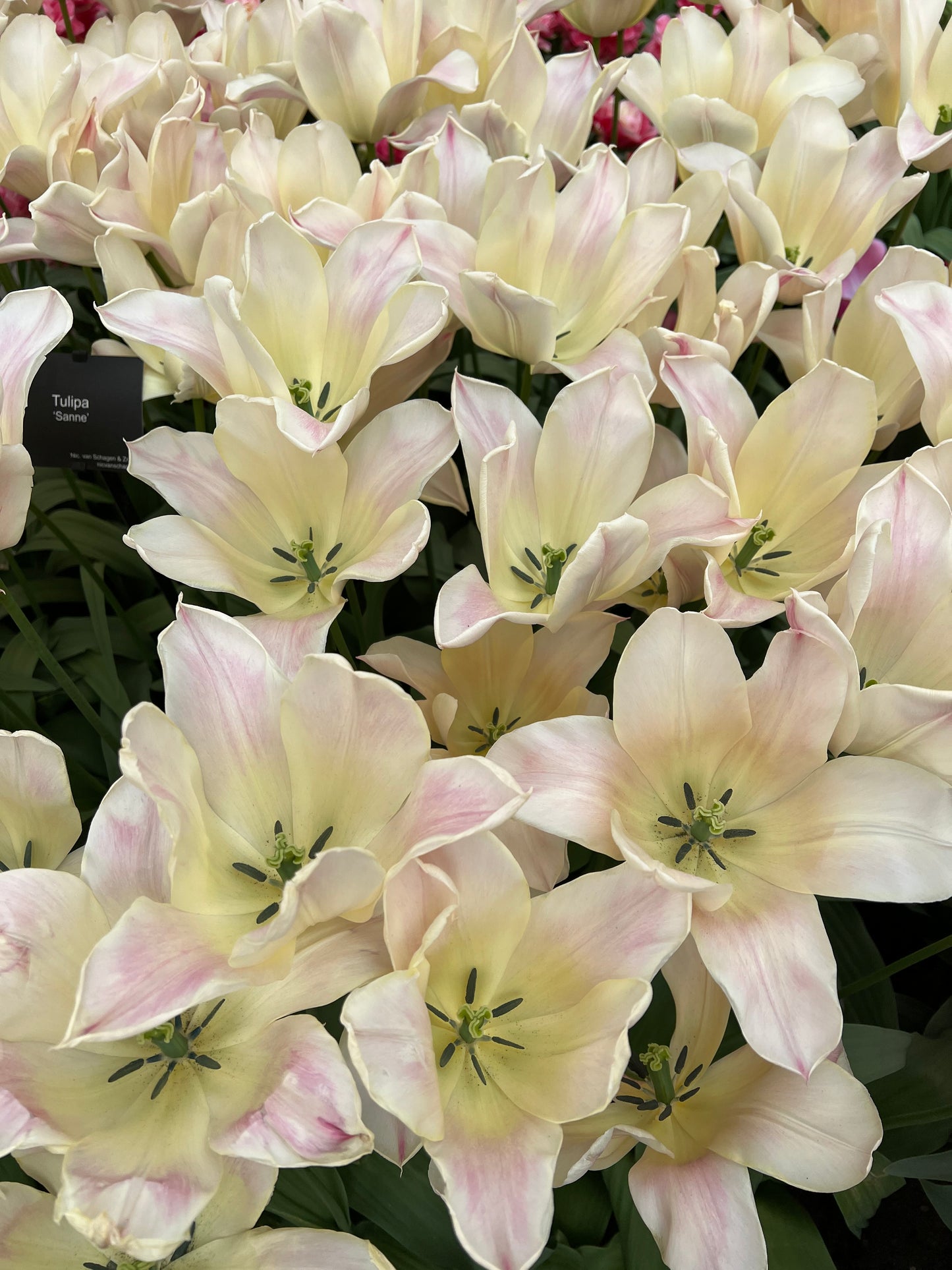 Tulip Sanne Pack of 20