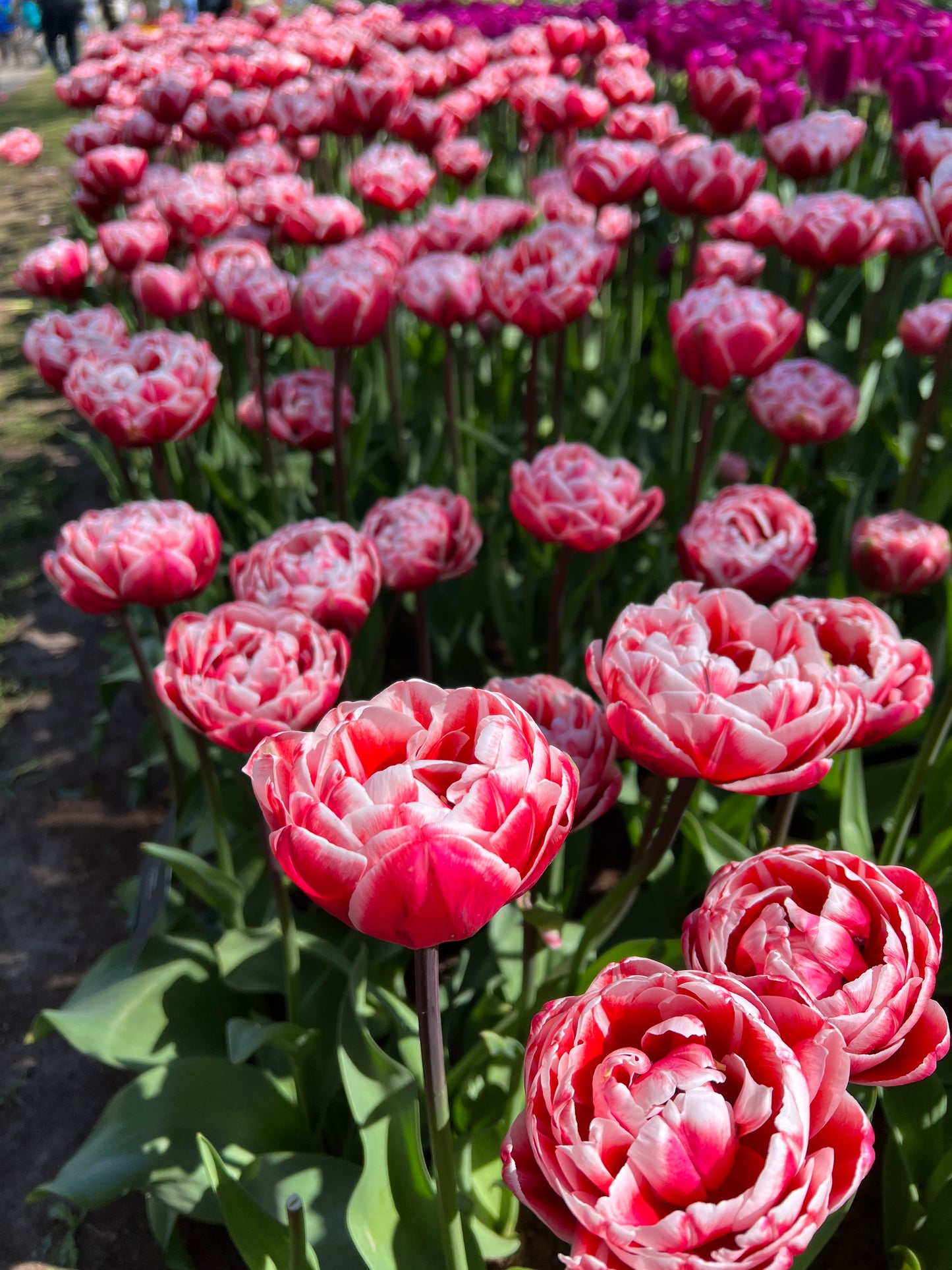 Tulip Drumline Pack of 20