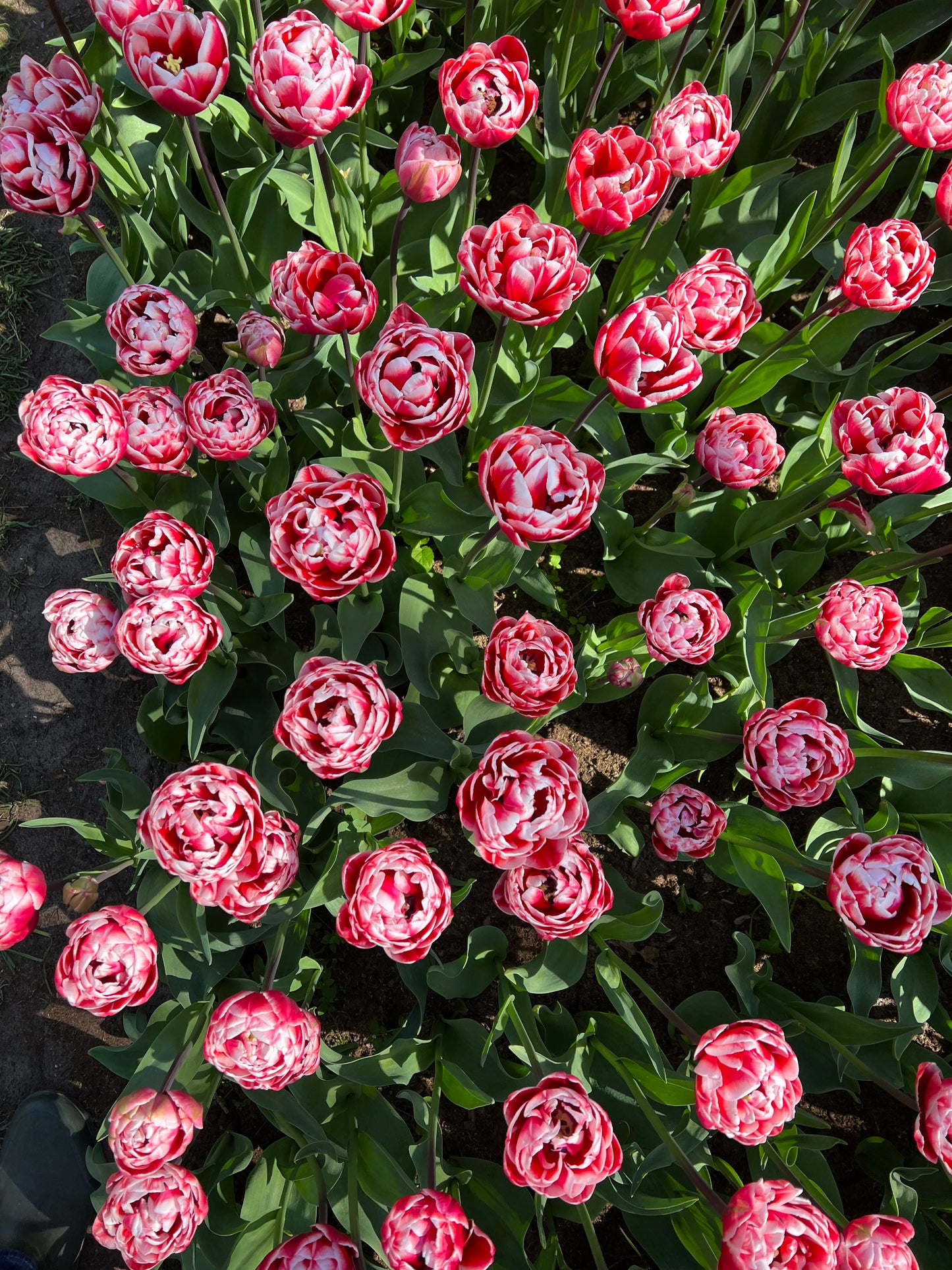 Tulip Drumline Pack of 20