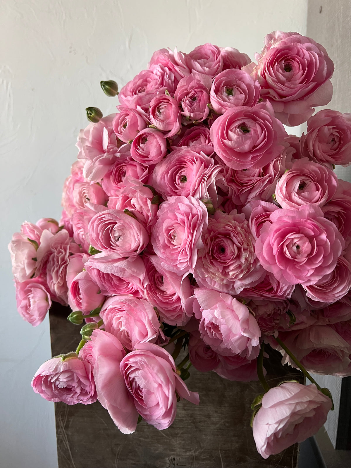 Ranunculus Pink - Pack of 20