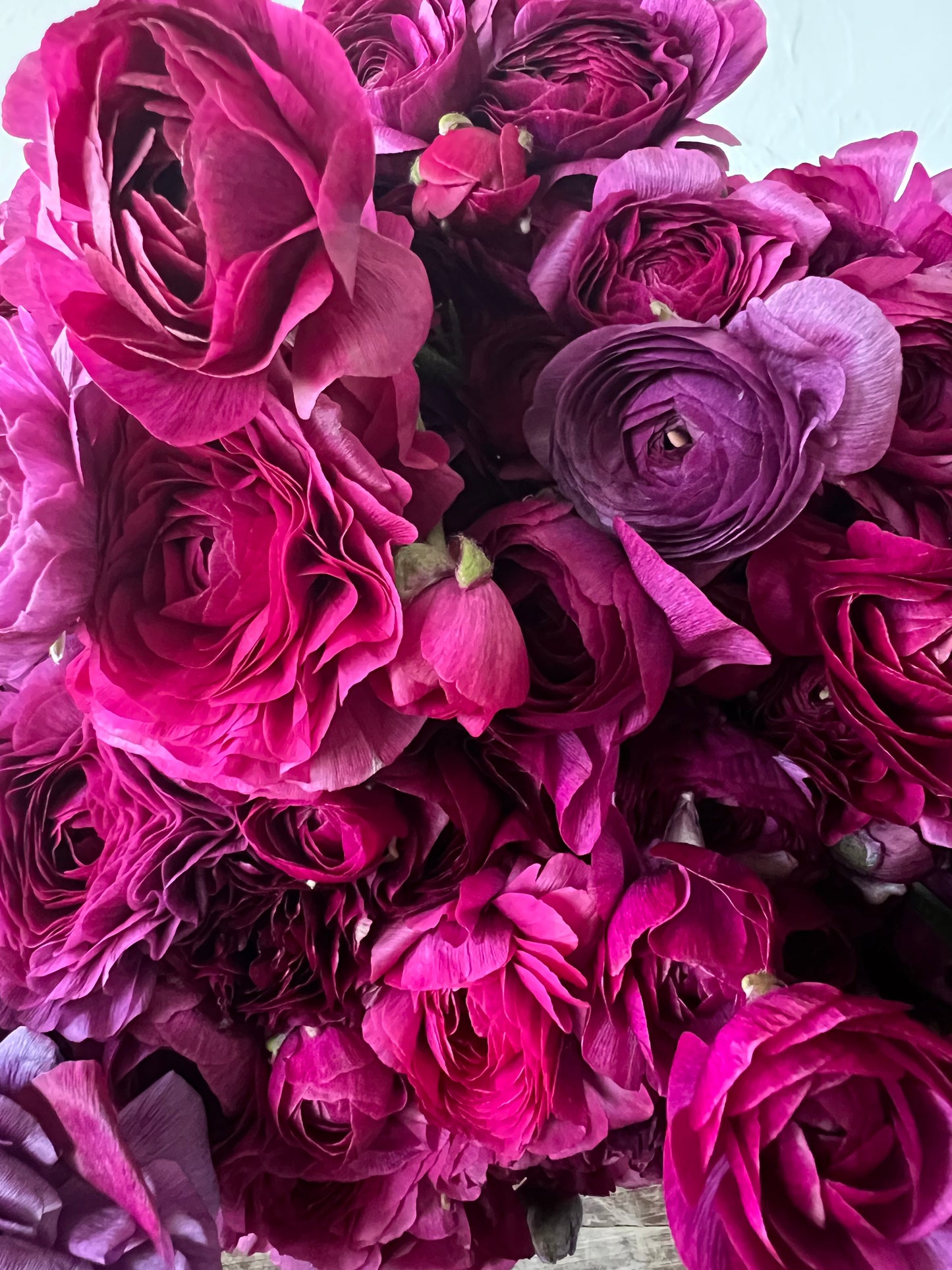 Ranunculus Violet - Pack of 20