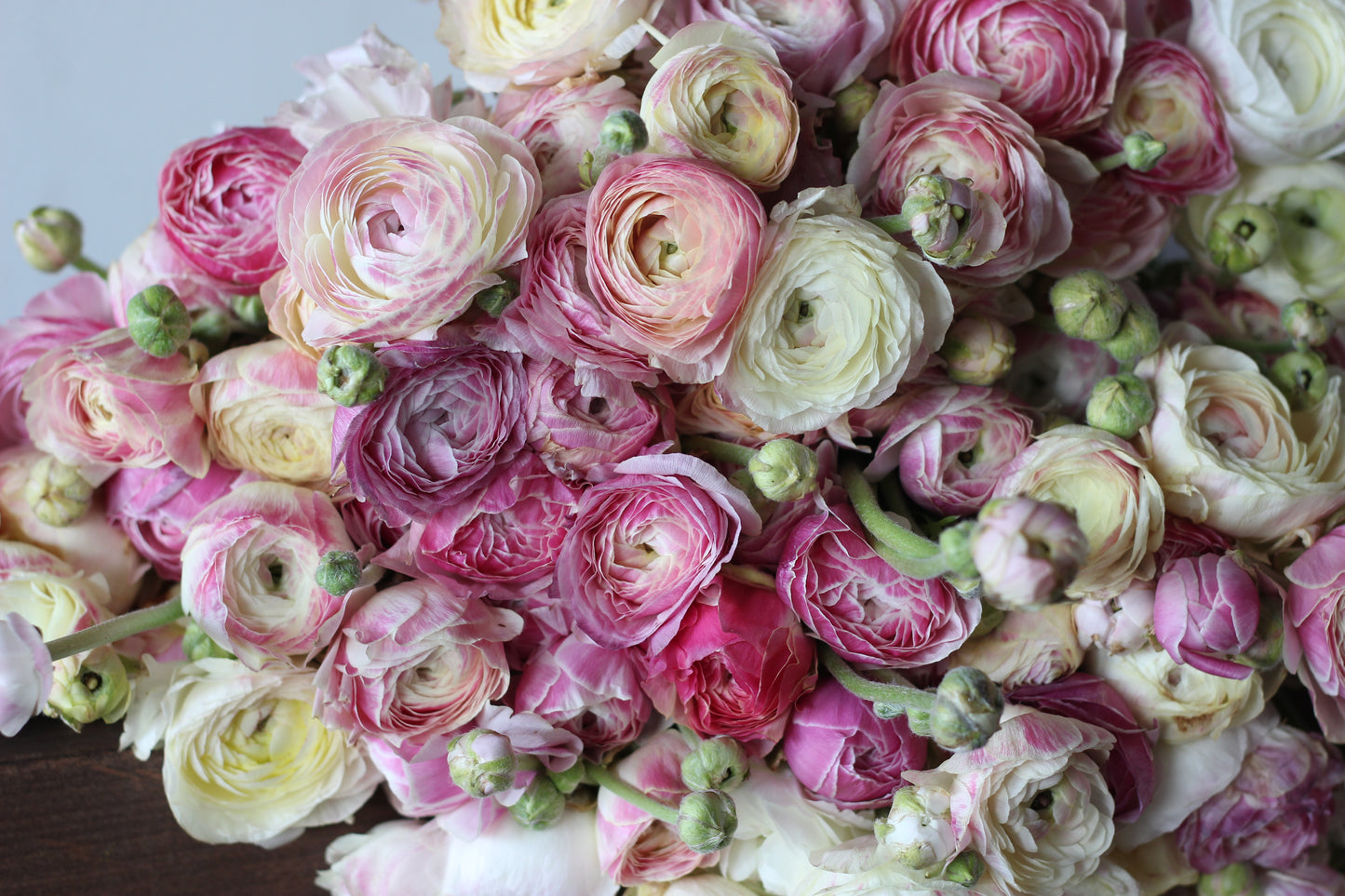 Ranunculus Porcelaine Pack of 20