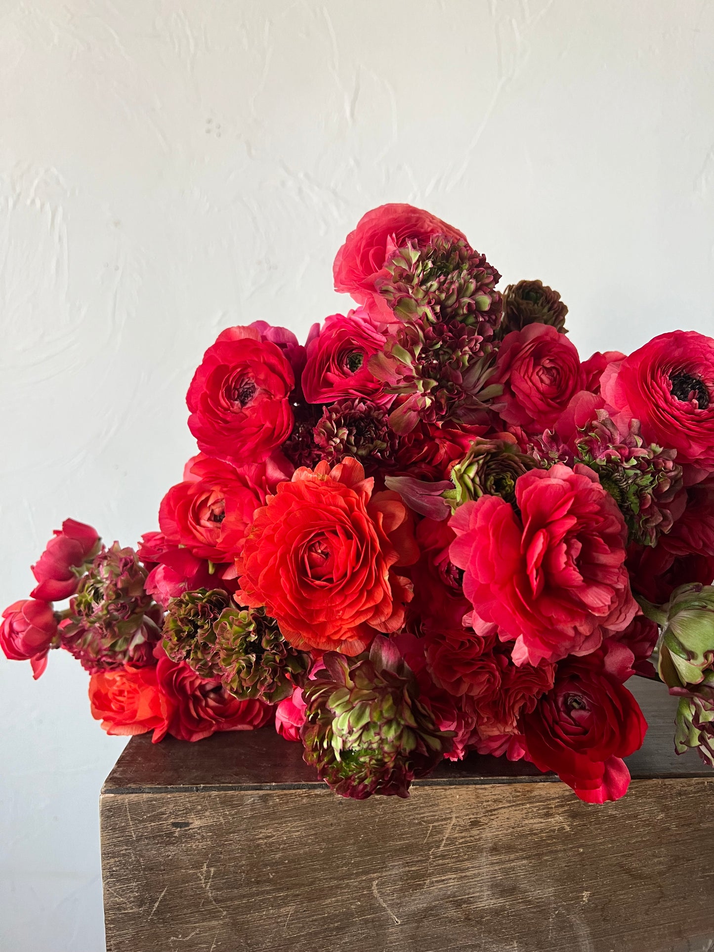 Ranunculus Super Green Brick Pack of 20