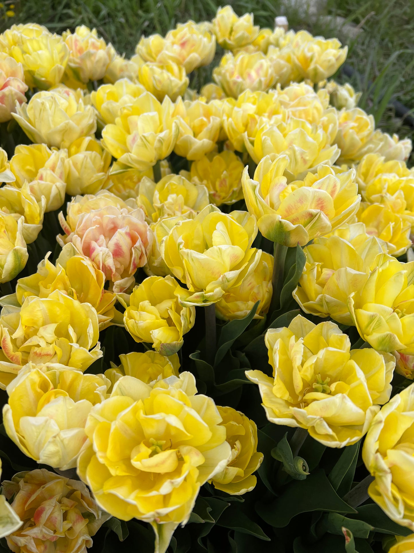 Tulip Charming Beauty Pack of 20