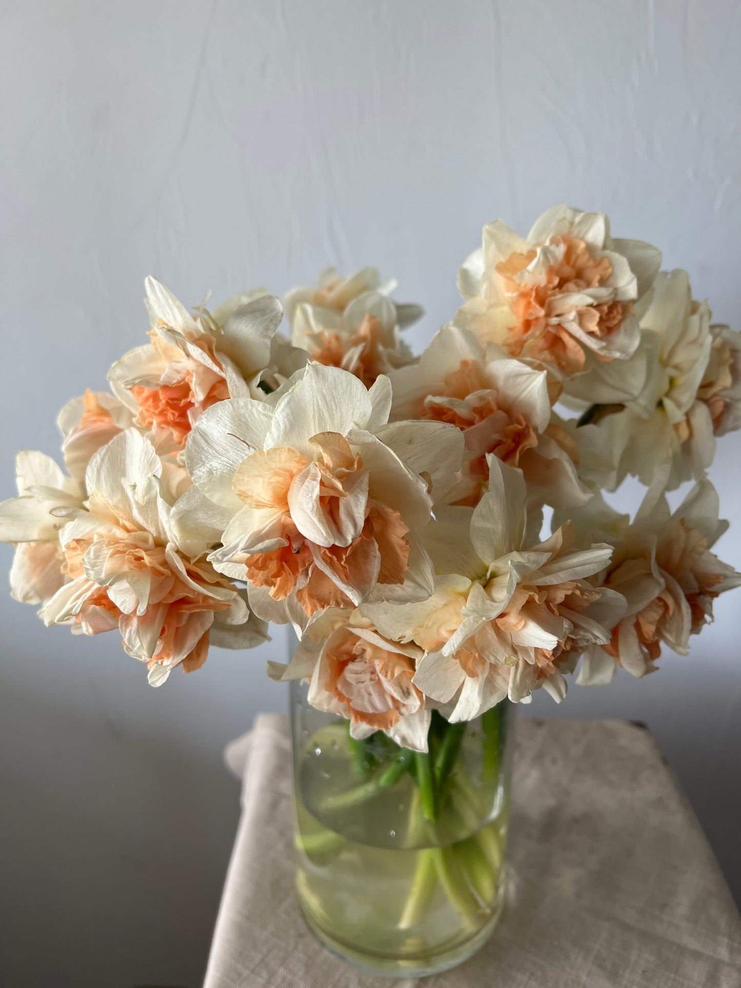 Narcissus Replete Pack of 20