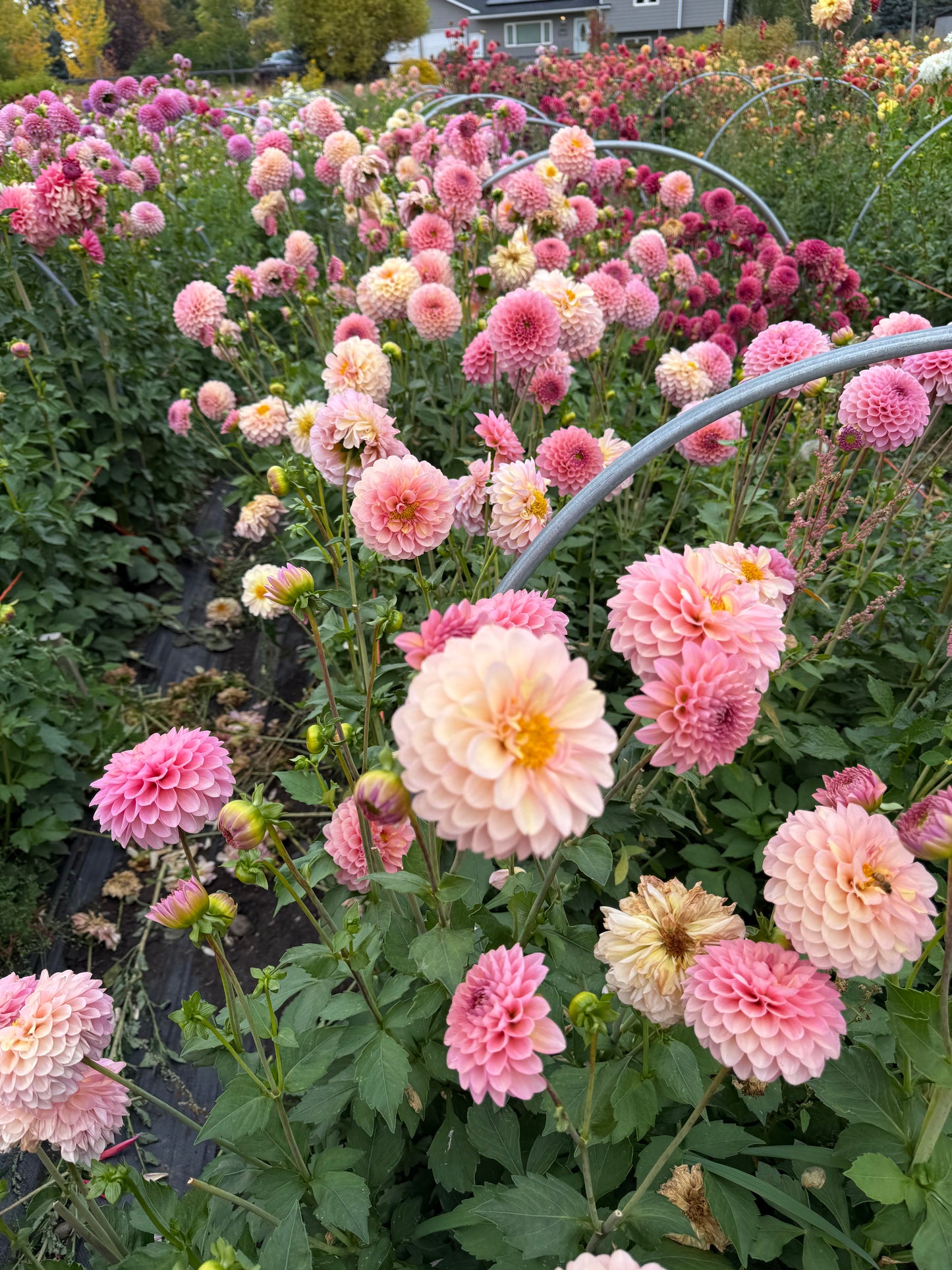 Hamari Rose