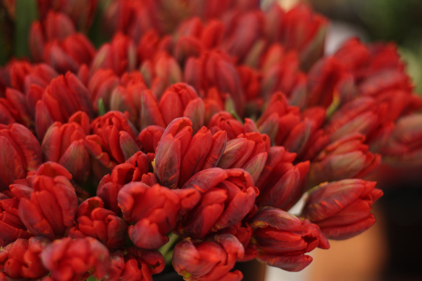 Tulip Rococo Pack of 20