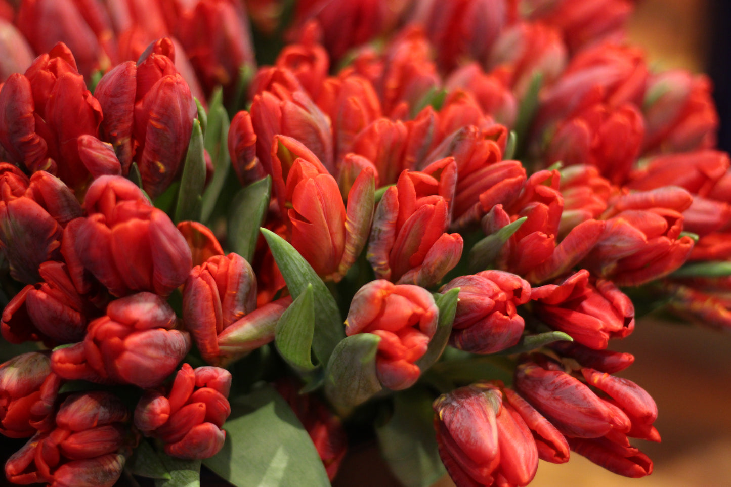 Tulip Rococo Pack of 20