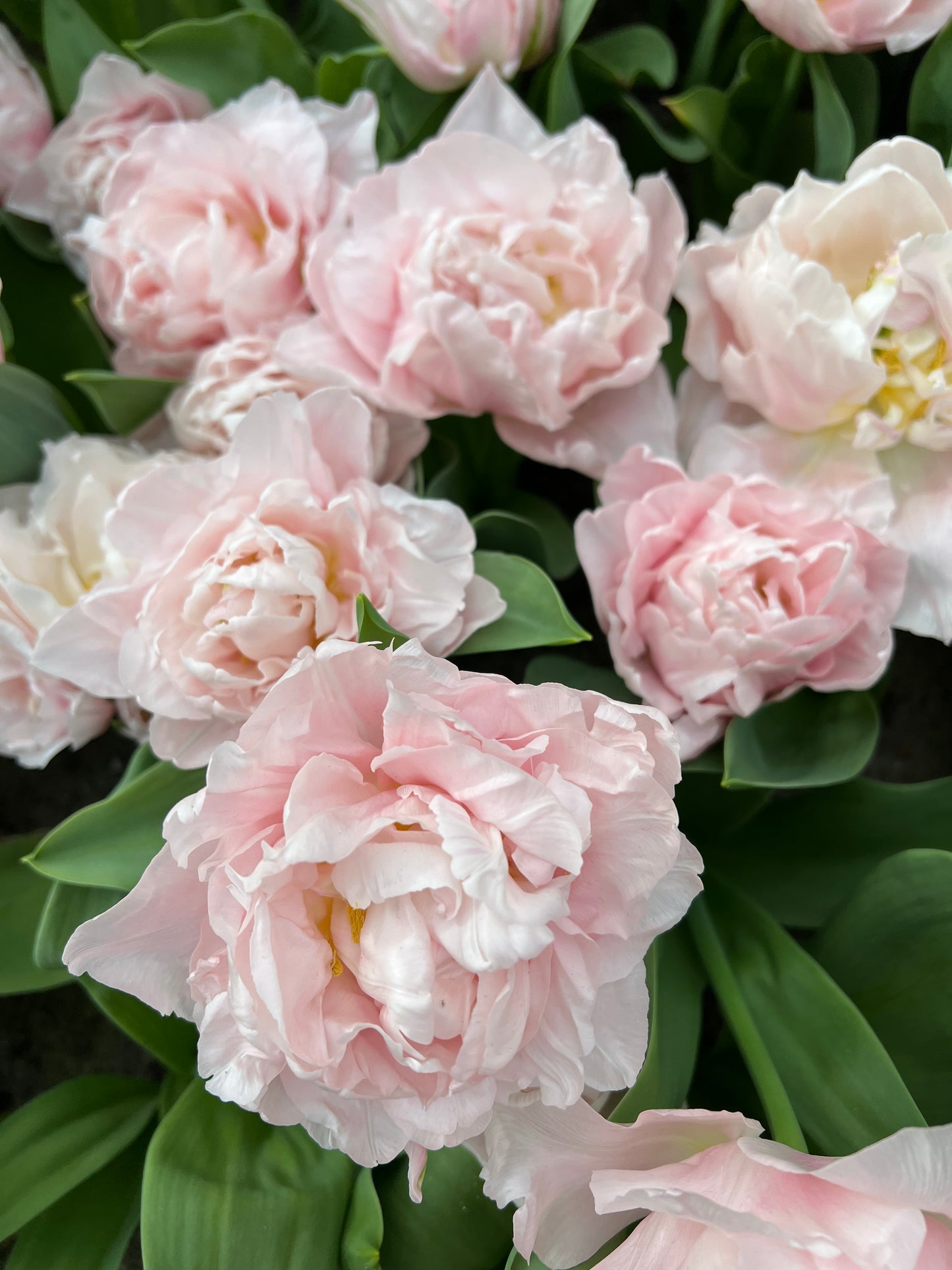 Tulip Dreamer - Pack of 20