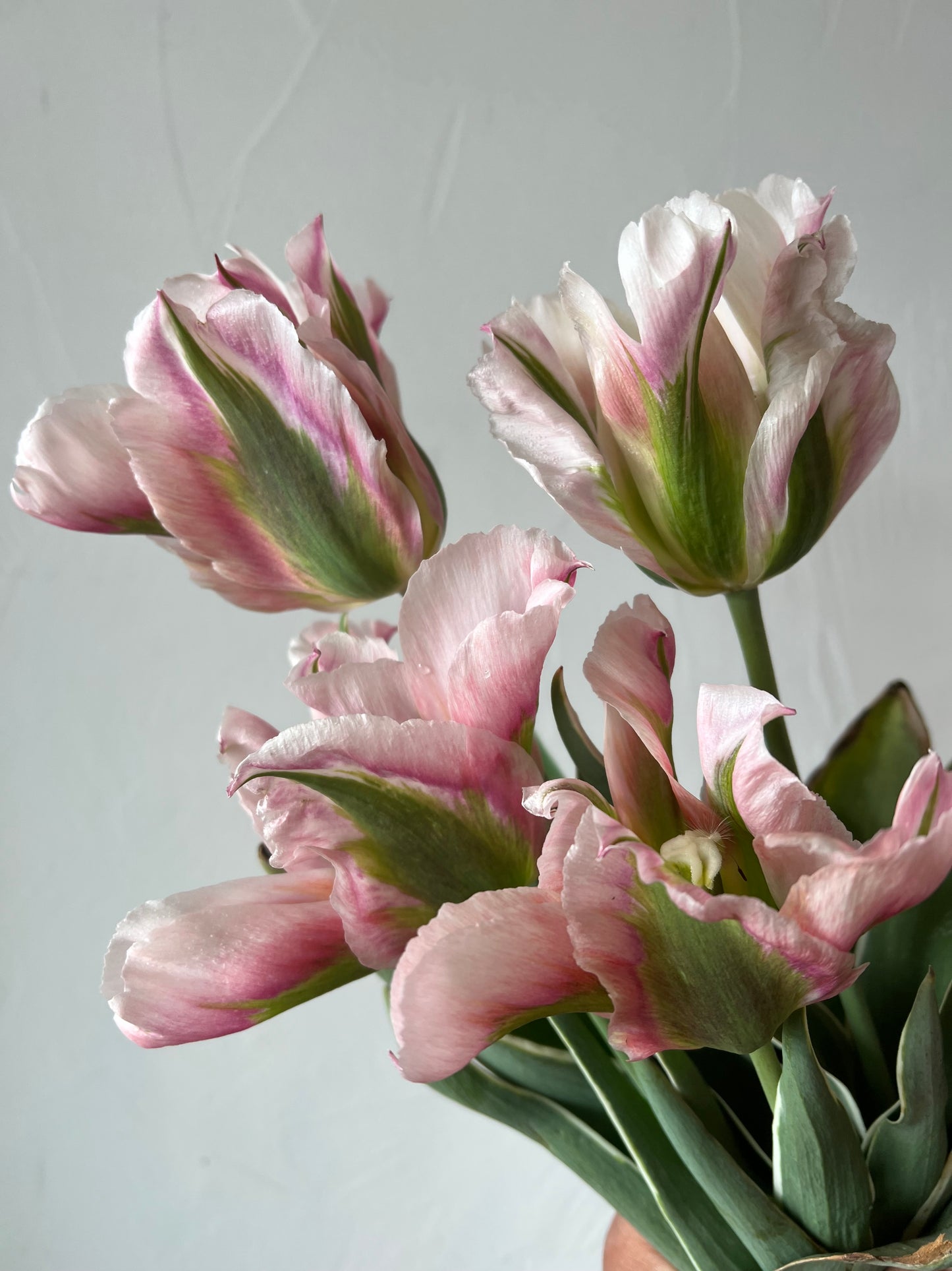 Tulip China Town Pack of 20
