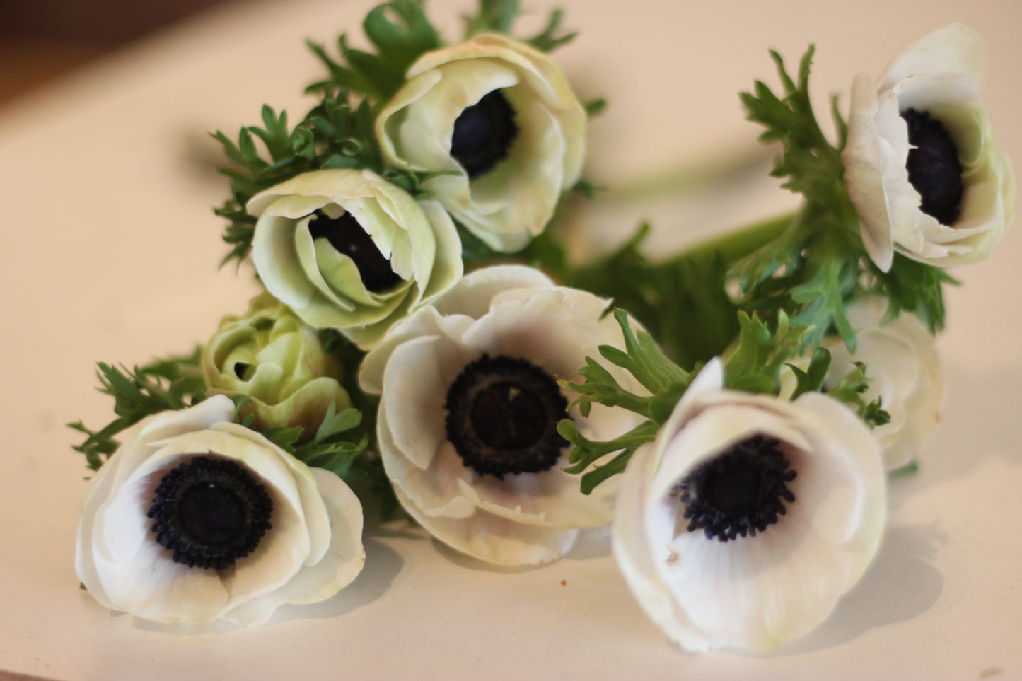 Anemone White Black Center Pack of 20