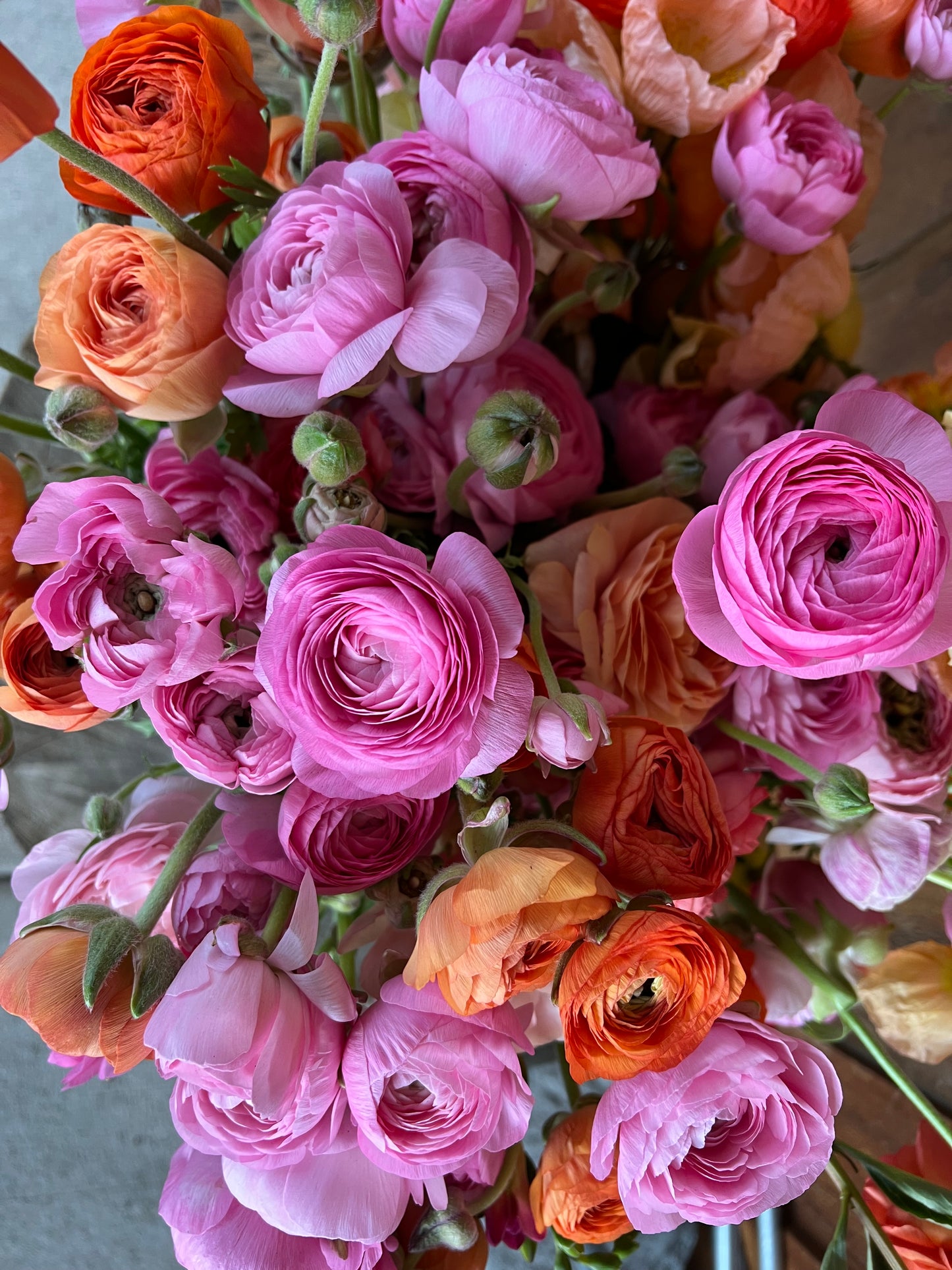 champagne, fall bulbs, ranunculus
