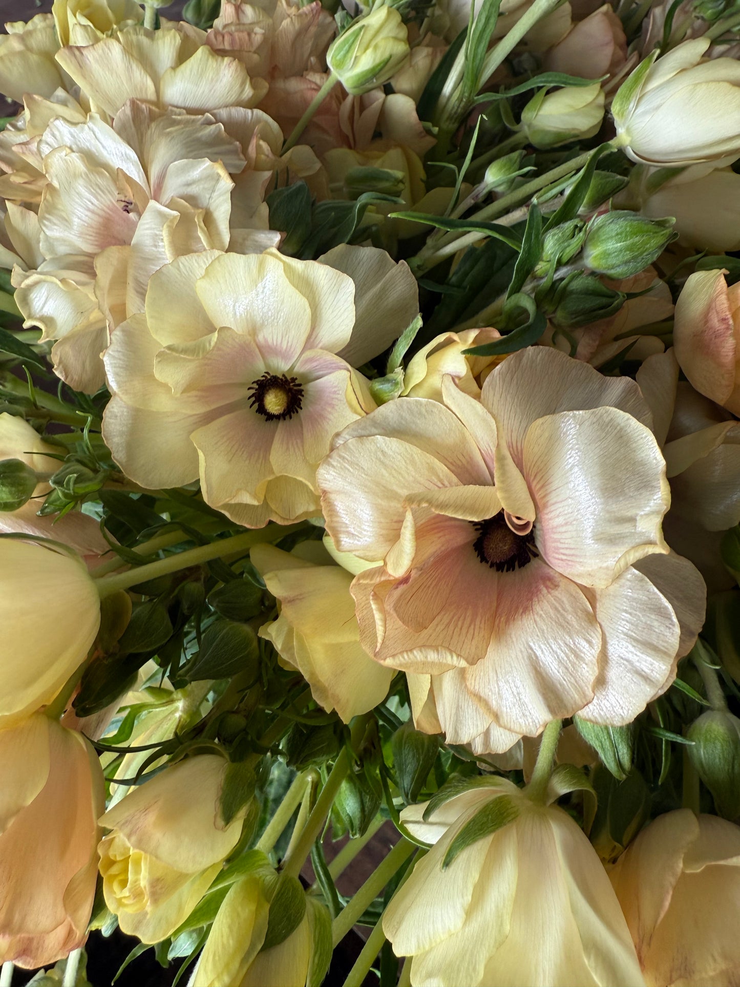 Ranunculus Butterfly Hestia Pack of 5