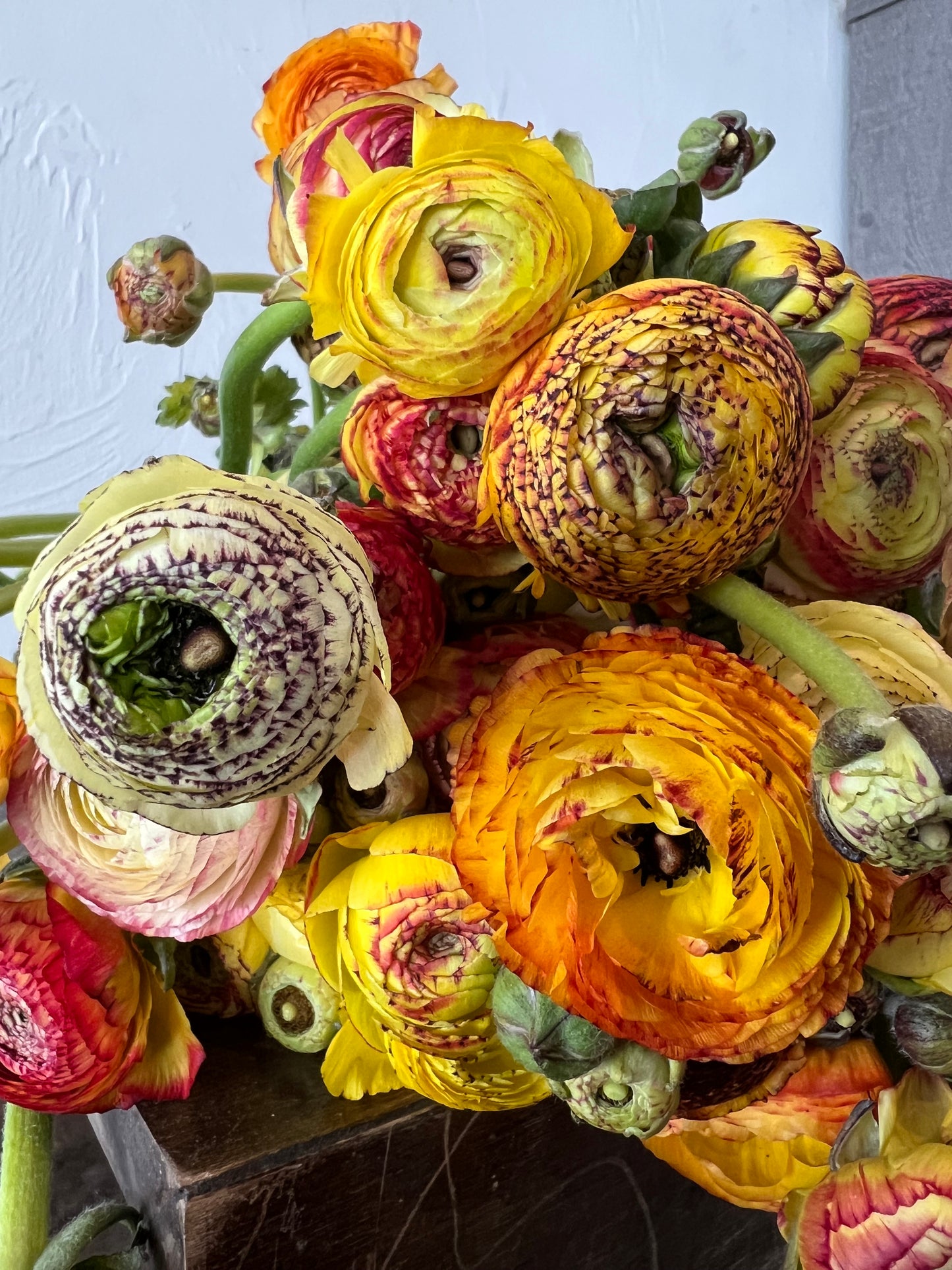 Ranunculus Yellow Picotee Pack of 20