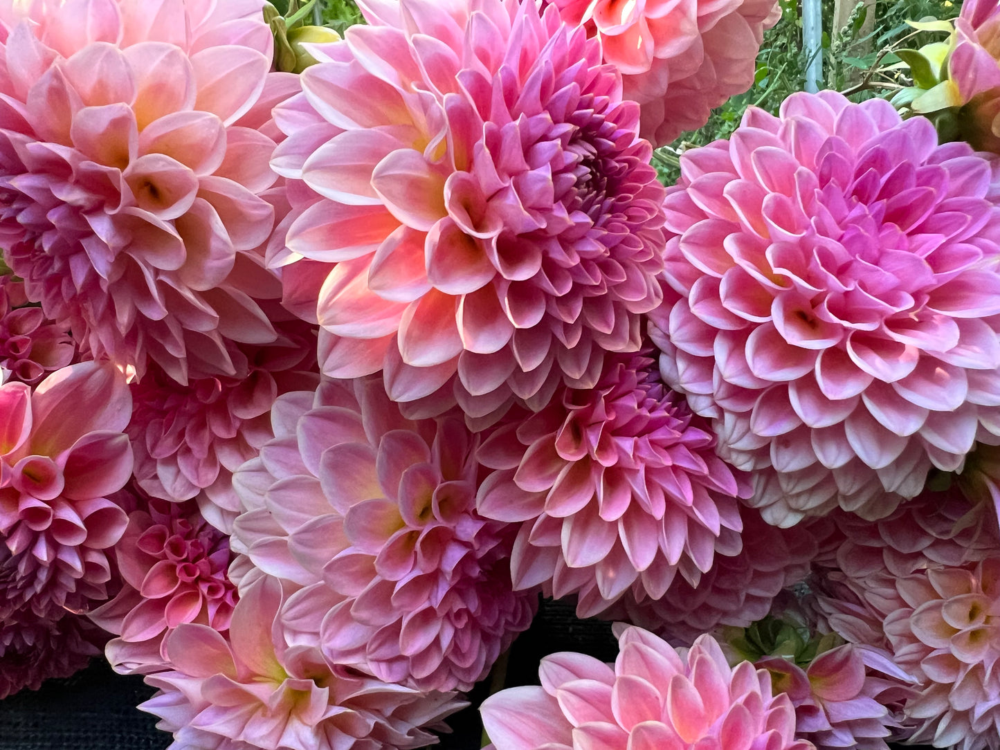 Pink Suffusion