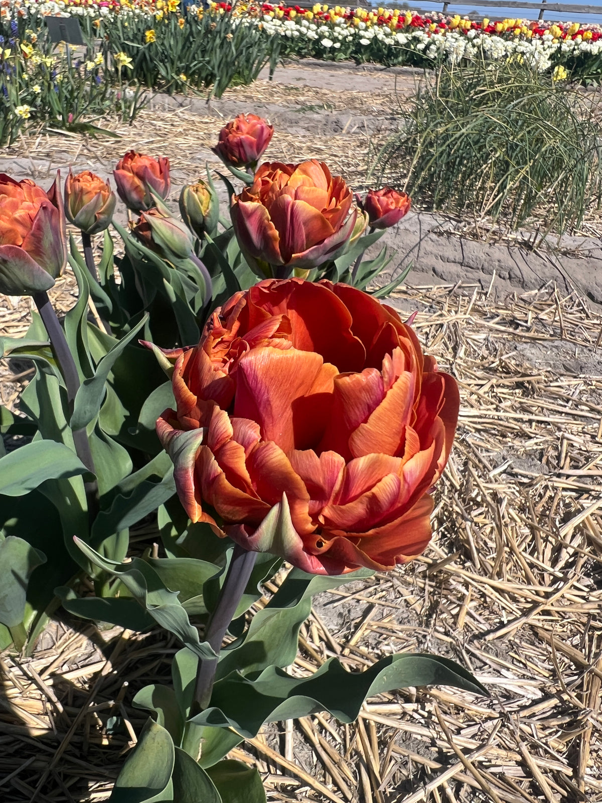 Tulip Brazil - Pack of 20