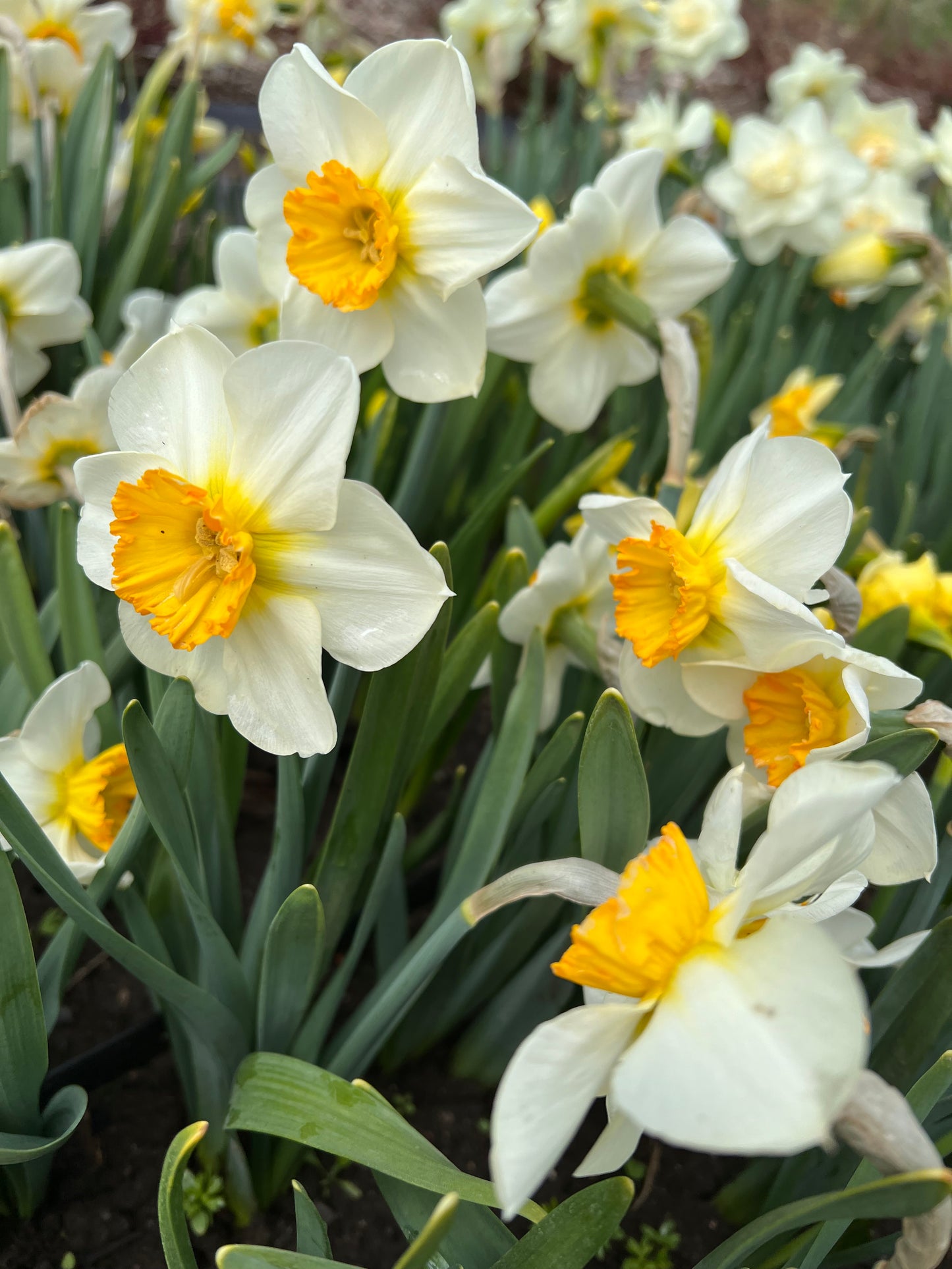 Narcissus Barrett Browning - Pack of 20