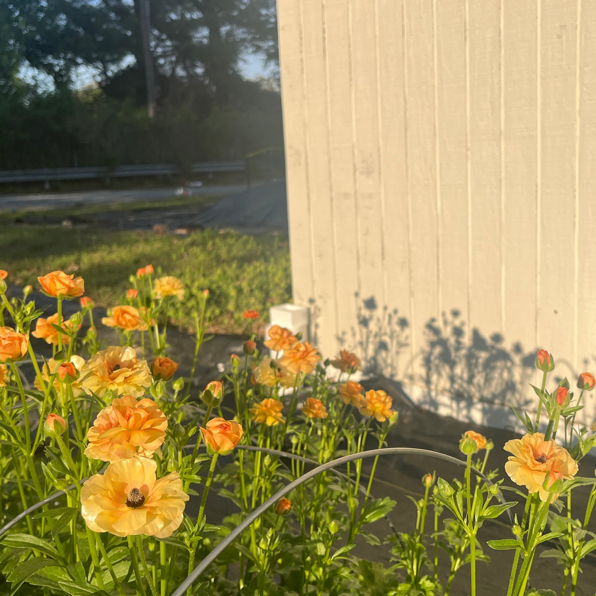 Ranunculus Butterfly Vestalis - Pack of 5
