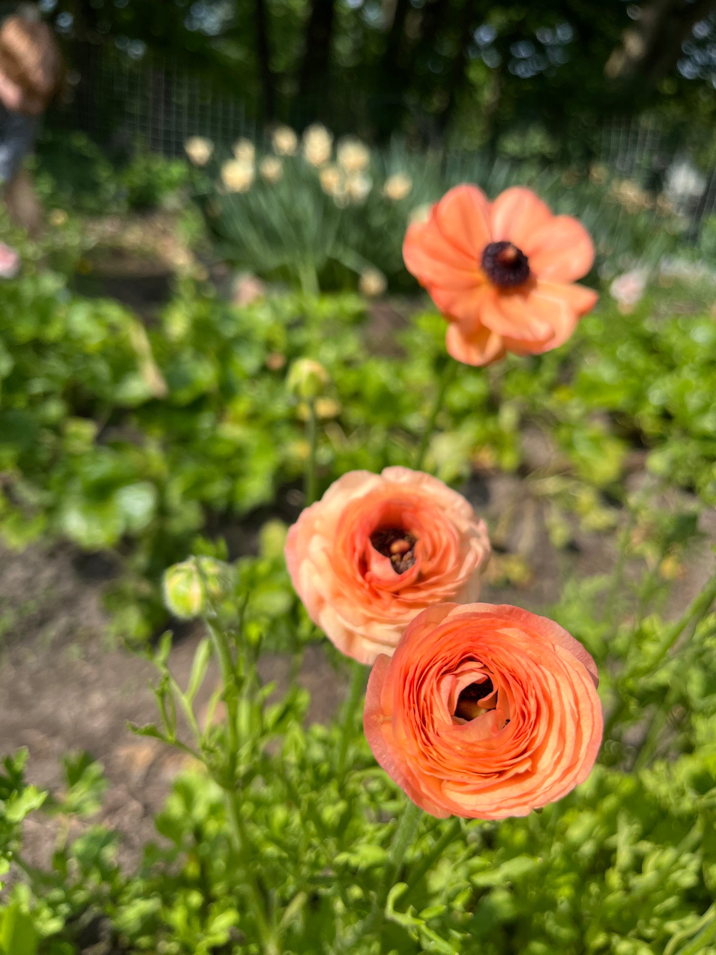 Ranunculus Tecolote Salmon - Pack of 20