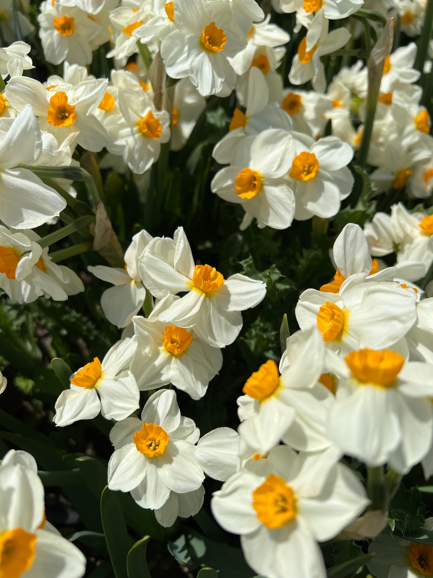 Narcissus Geranium - Pack of 20