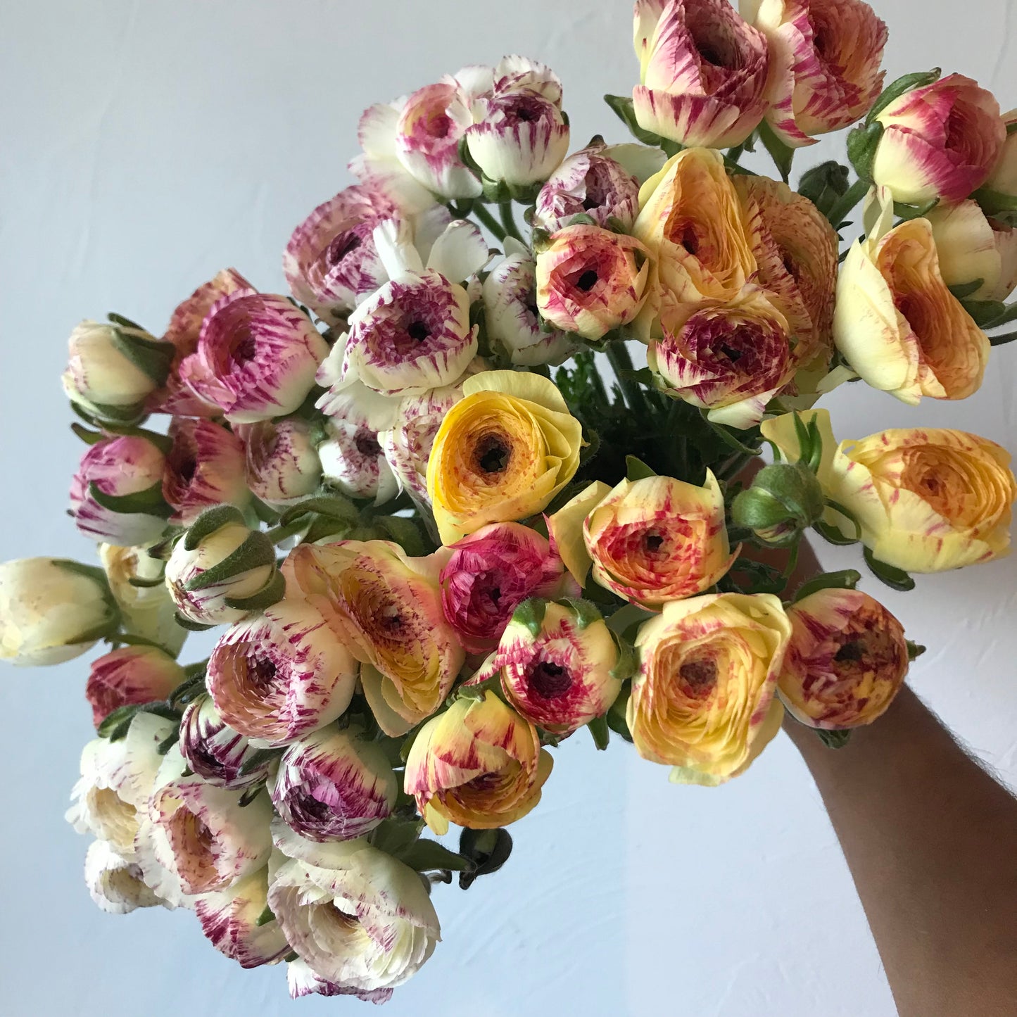 Ranunculus Yellow Picotee Pack of 20