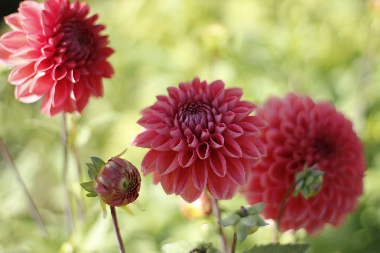 dahlia, dahlia tubers, intrigue