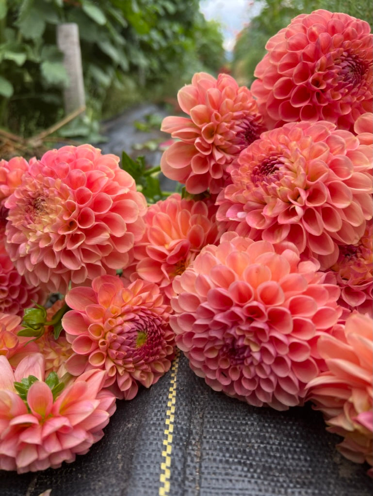 dahlias, dahlia tubers, jowey paula
