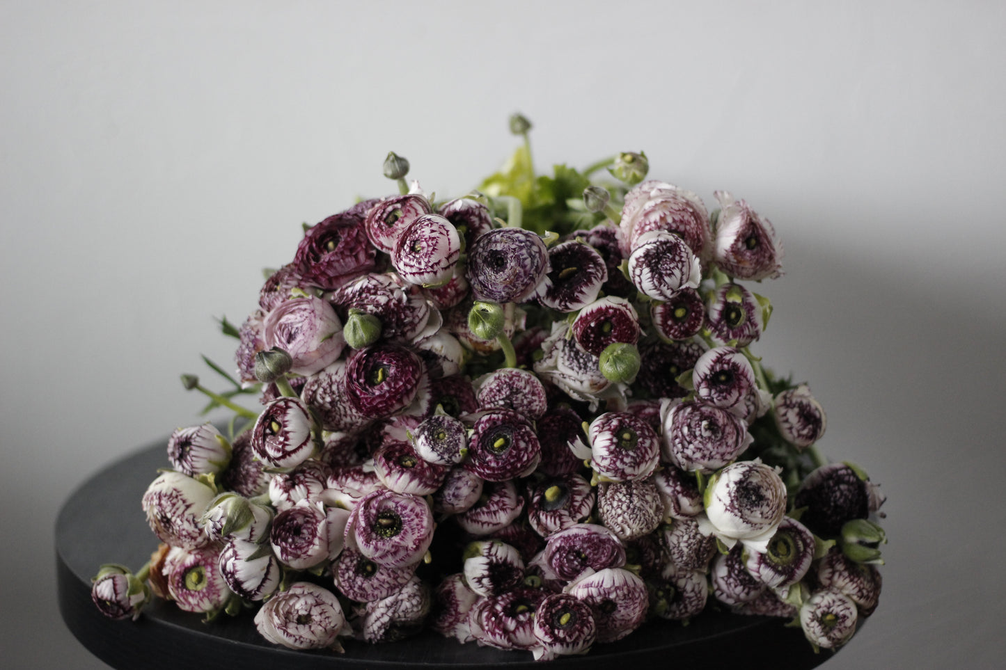 Ranunculus White Picotee Pack of 20