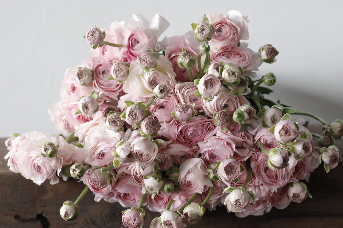 Ranunculus Romance Seine - Pack of 5