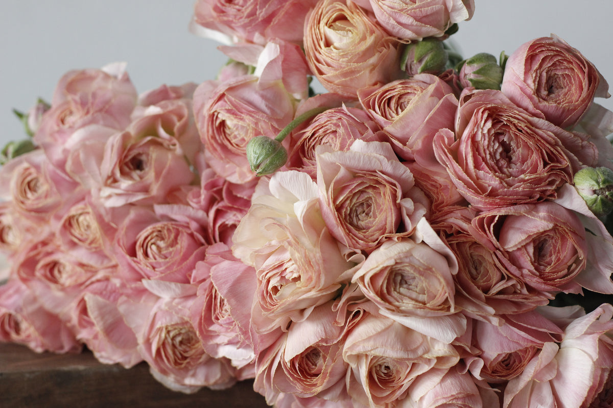 Ranunculus Romance Nohant - Pack of 5