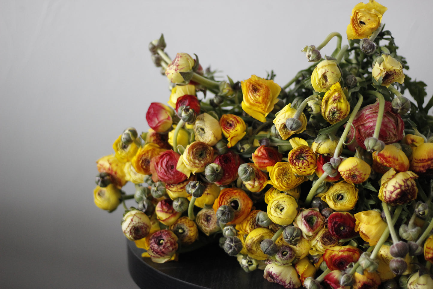 Ranunculus Yellow Picotee Pack of 20