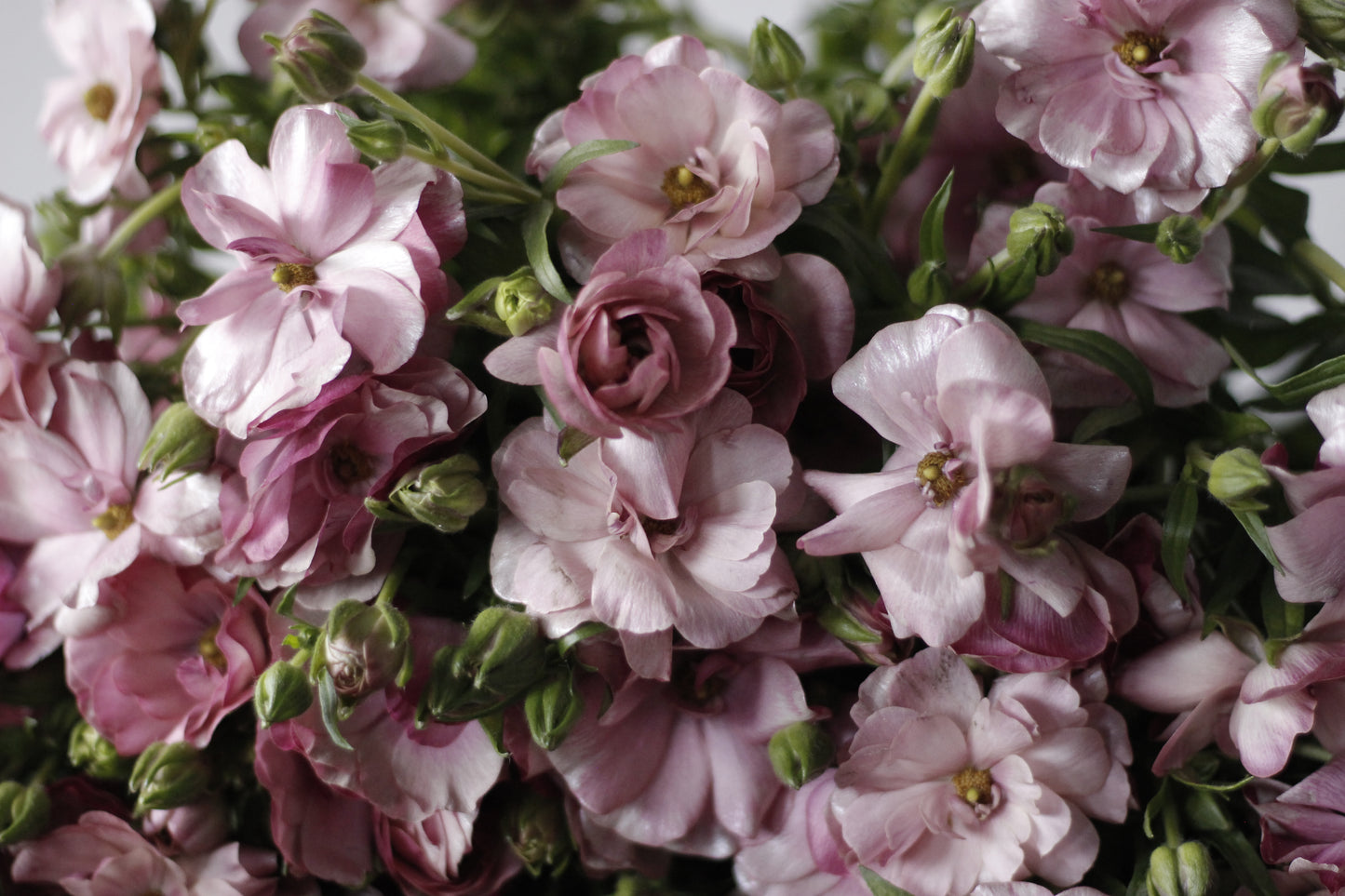 Ranunculus Butterfly Thiva Pack of 5